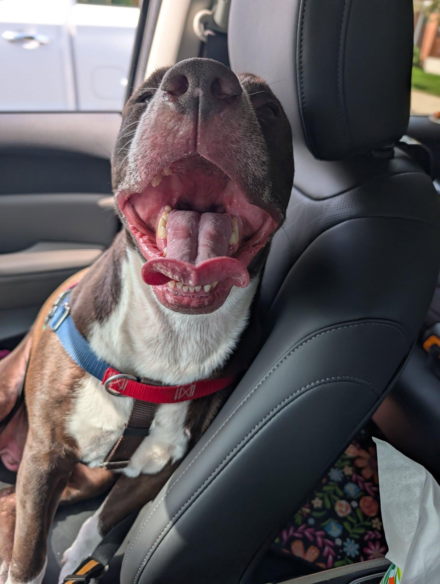 Enlarge Bradley, a Adoptable Pit Bull Terrier in Wheaton, IL image 4/6