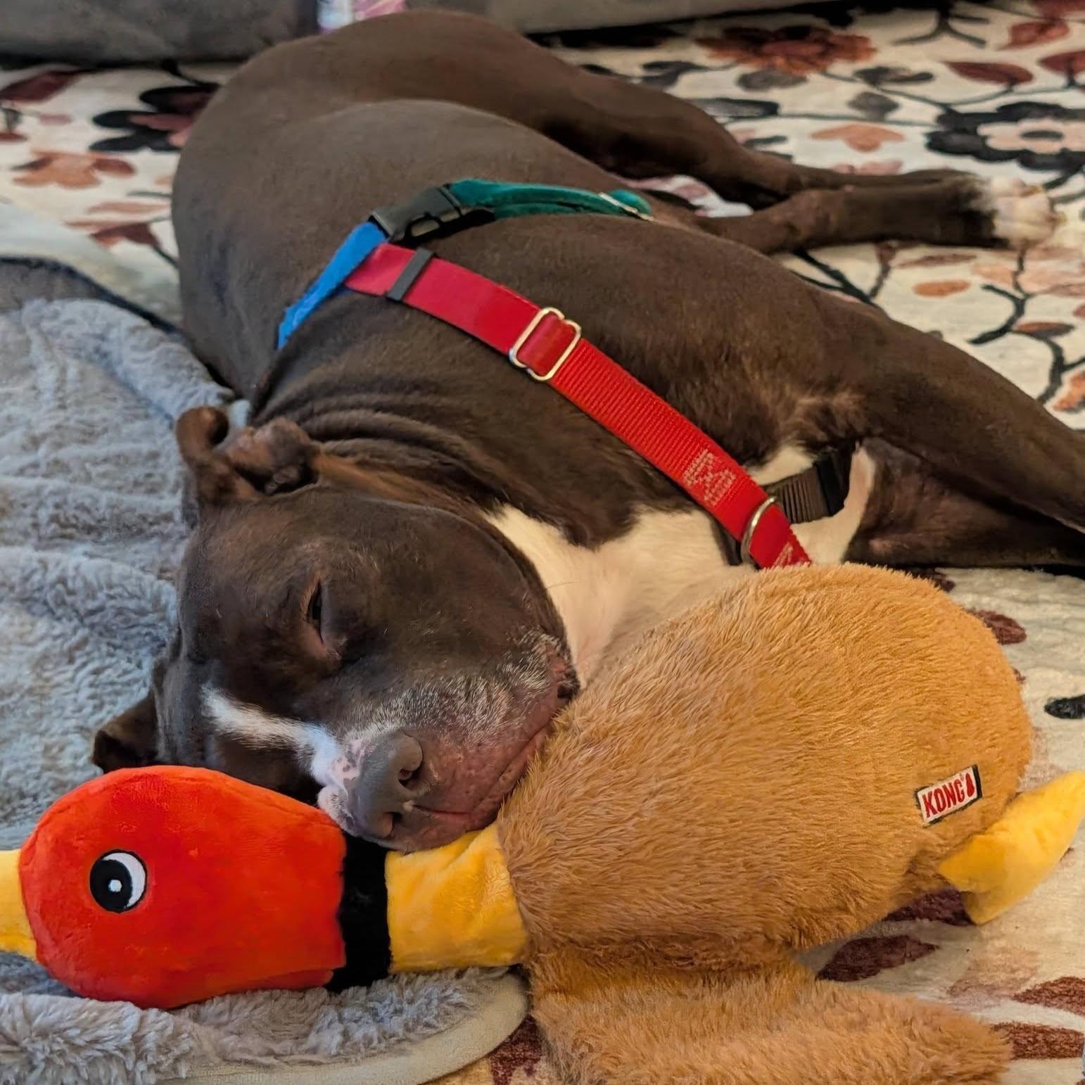 Enlarge Bradley, a Adoptable Pit Bull Terrier in Wheaton, IL image 5/6
