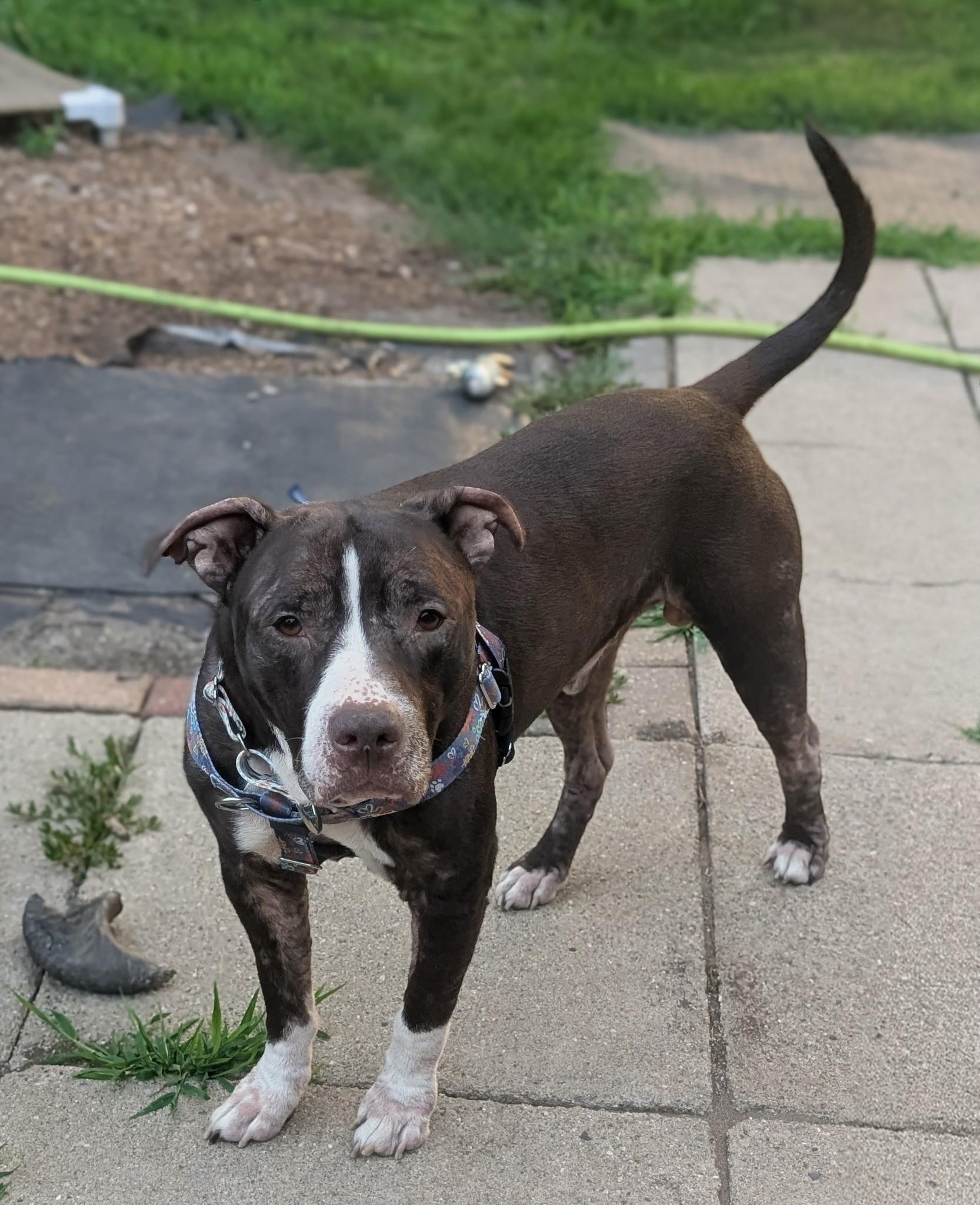 Enlarge Bradley, a Adoptable Pit Bull Terrier in Wheaton, IL image 6/6
