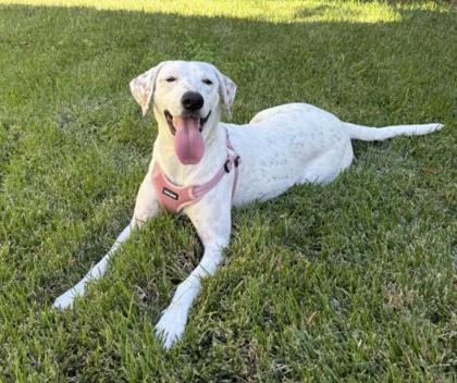 Pam (Underdog in Foster), Adoptable, Adult Female Pointer & Mixed Breed.
