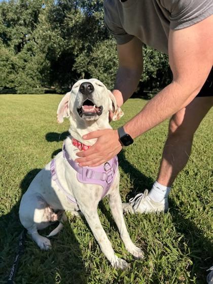 Pam (Underdog in Foster), a Adoptable mixed breed in New Orleans, LA image 2/3