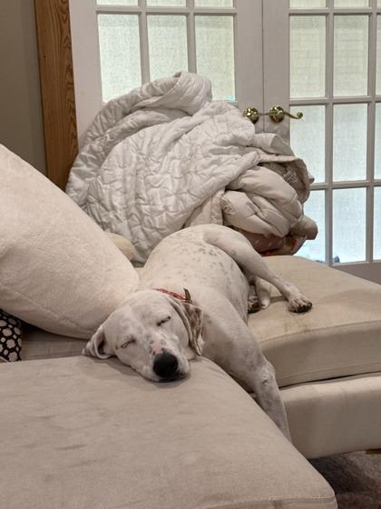 Pam (Underdog in Foster), a Adoptable mixed breed in New Orleans, LA image 3/3