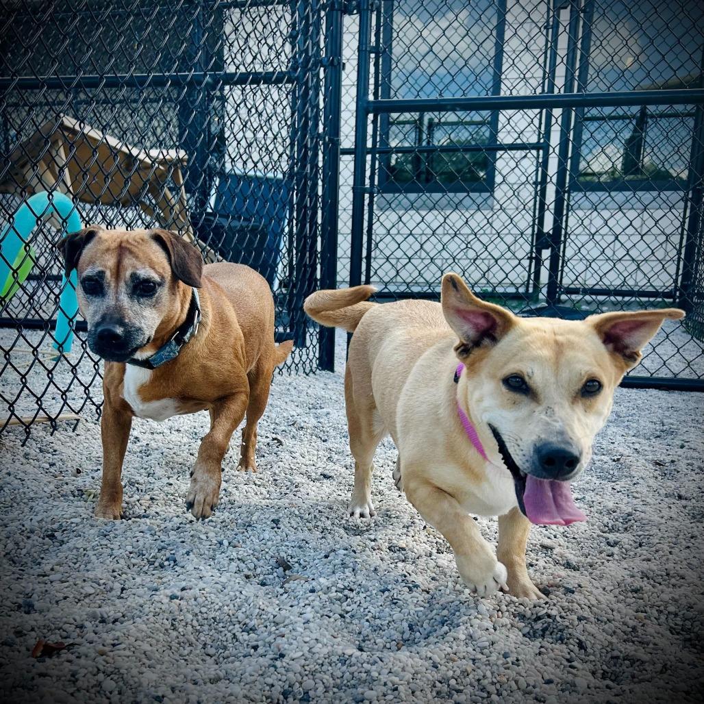Jane, Adoptable, Adult Female Mixed Breed & Mixed Breed.