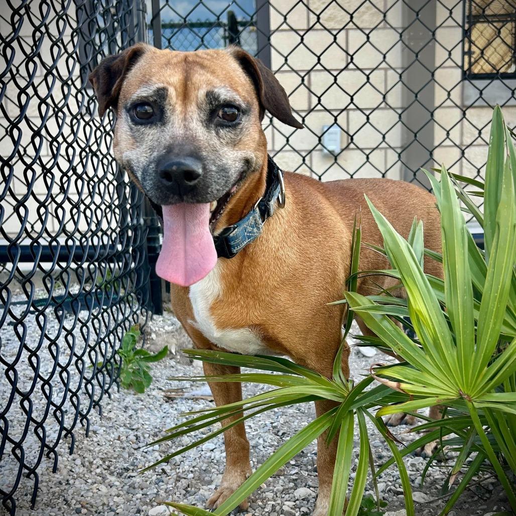 Jane, a Adoptable mixed breed in Englewood, FL image 2/2