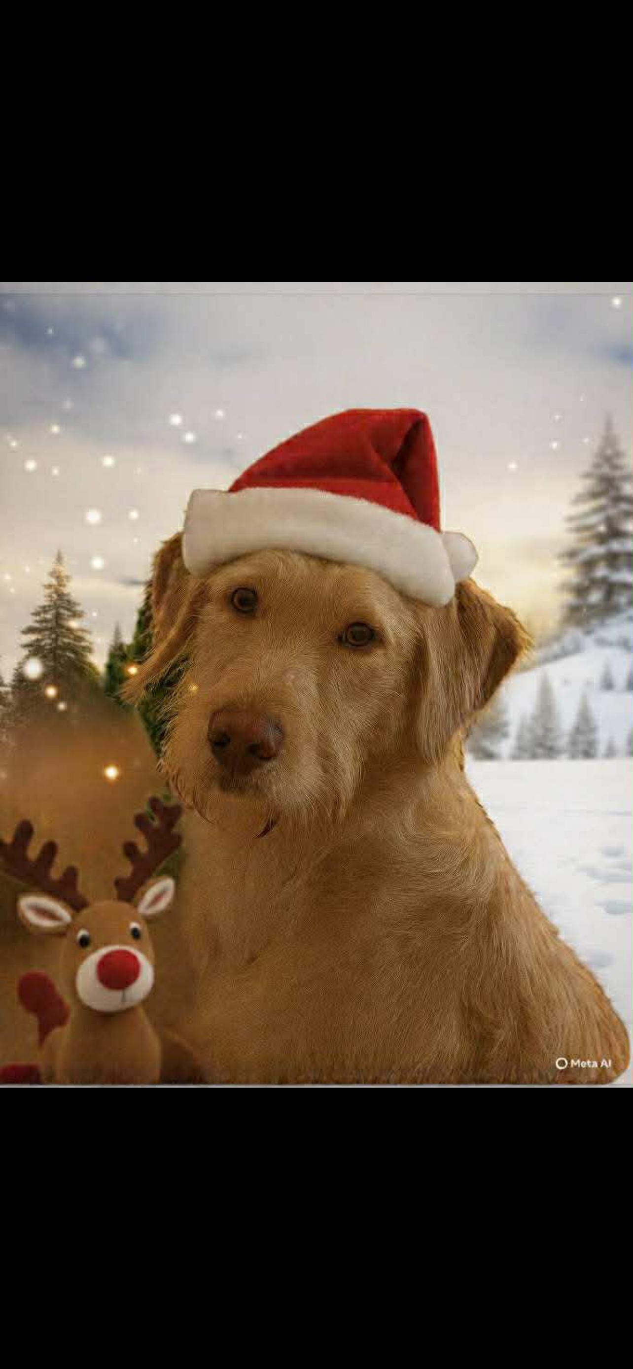 River, adopted, Young Male Labradoodle.