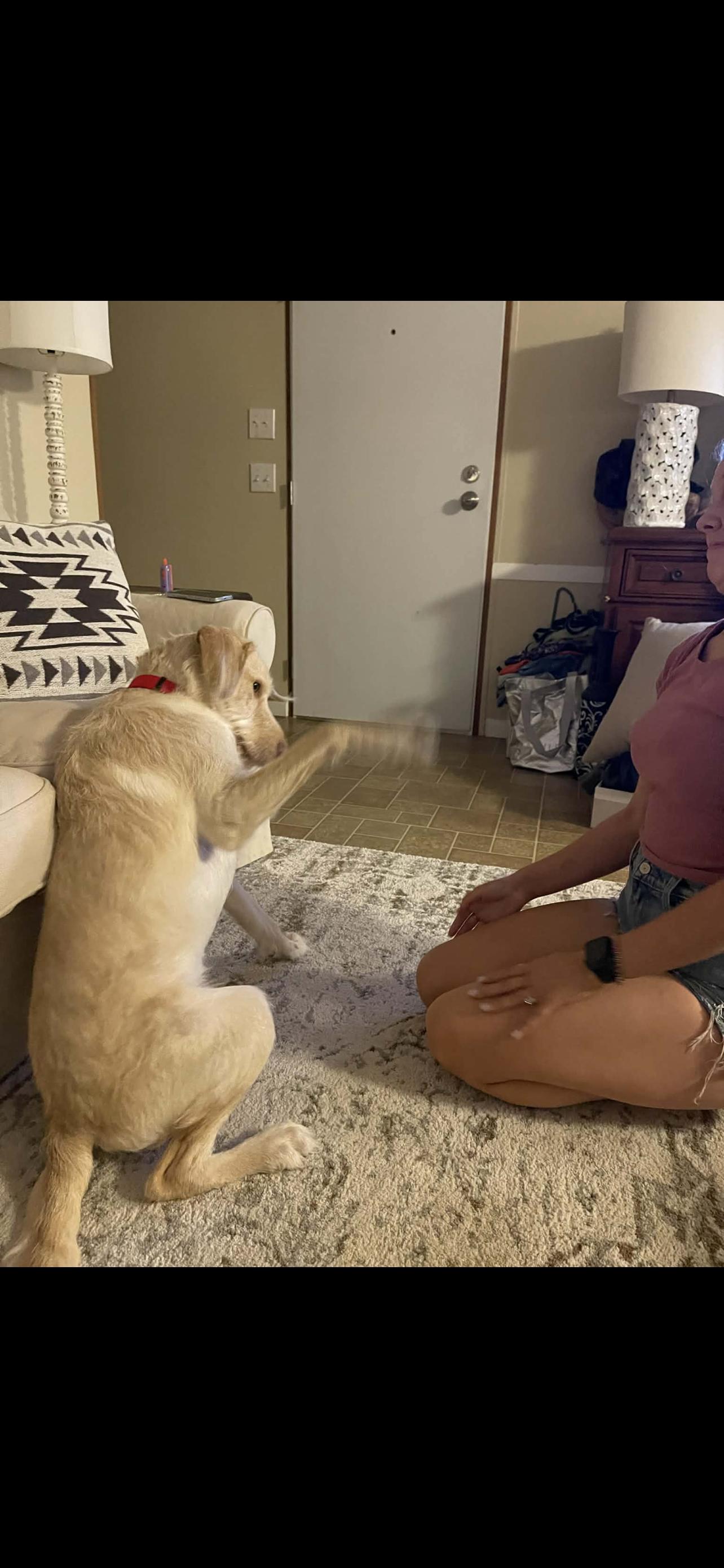 Enlarge River, an adopted Labradoodle in Myrtle, MS image 3/3