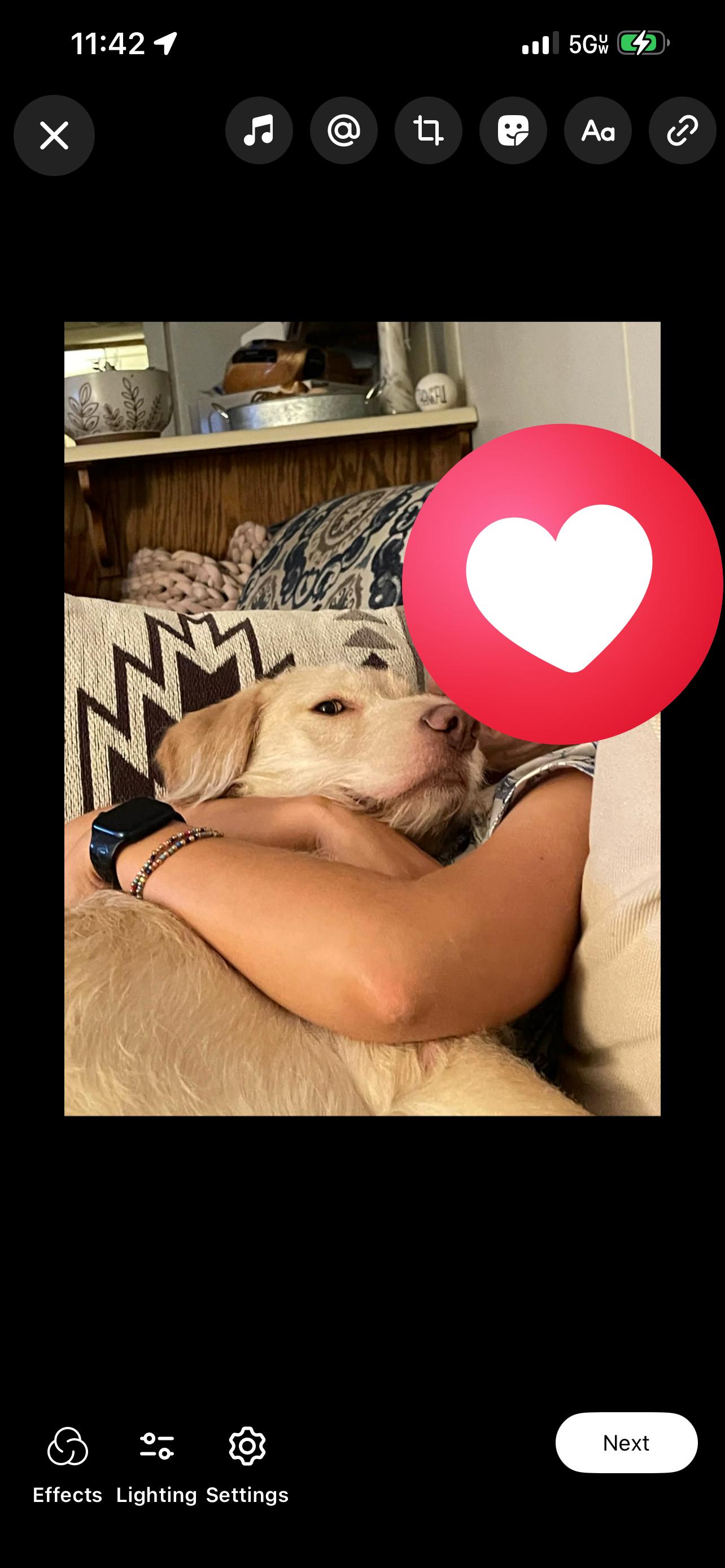 Enlarge River, an adopted Labradoodle in Myrtle, MS image 2/3