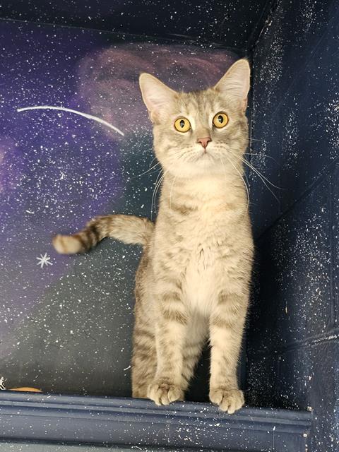 Enlarge LILU, a Adoptable Domestic Short Hair in Frisco, CO image 1/1
