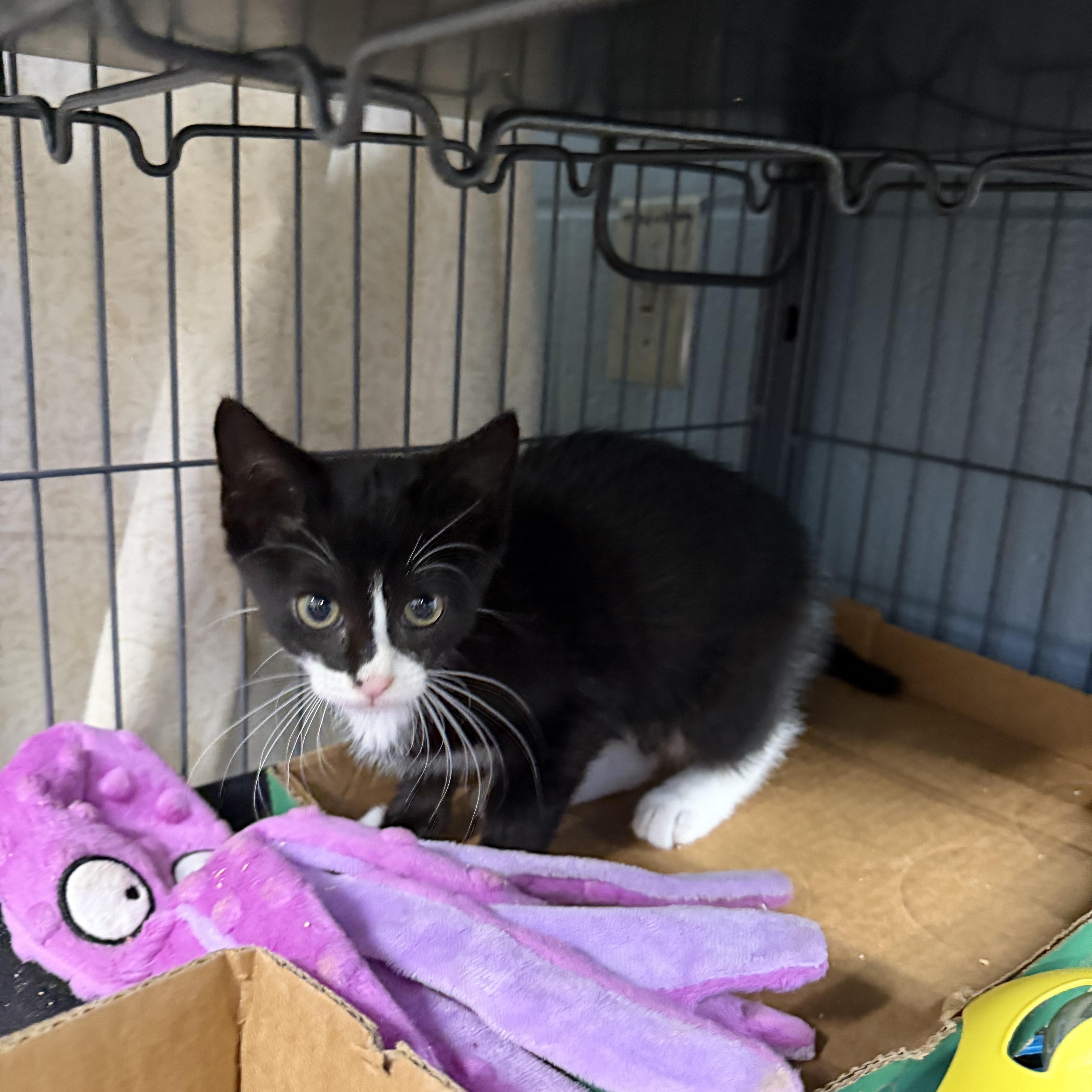 Enlarge Grace, a ADOPTABLE Domestic Short Hair in Albemarle, NC image 1/2