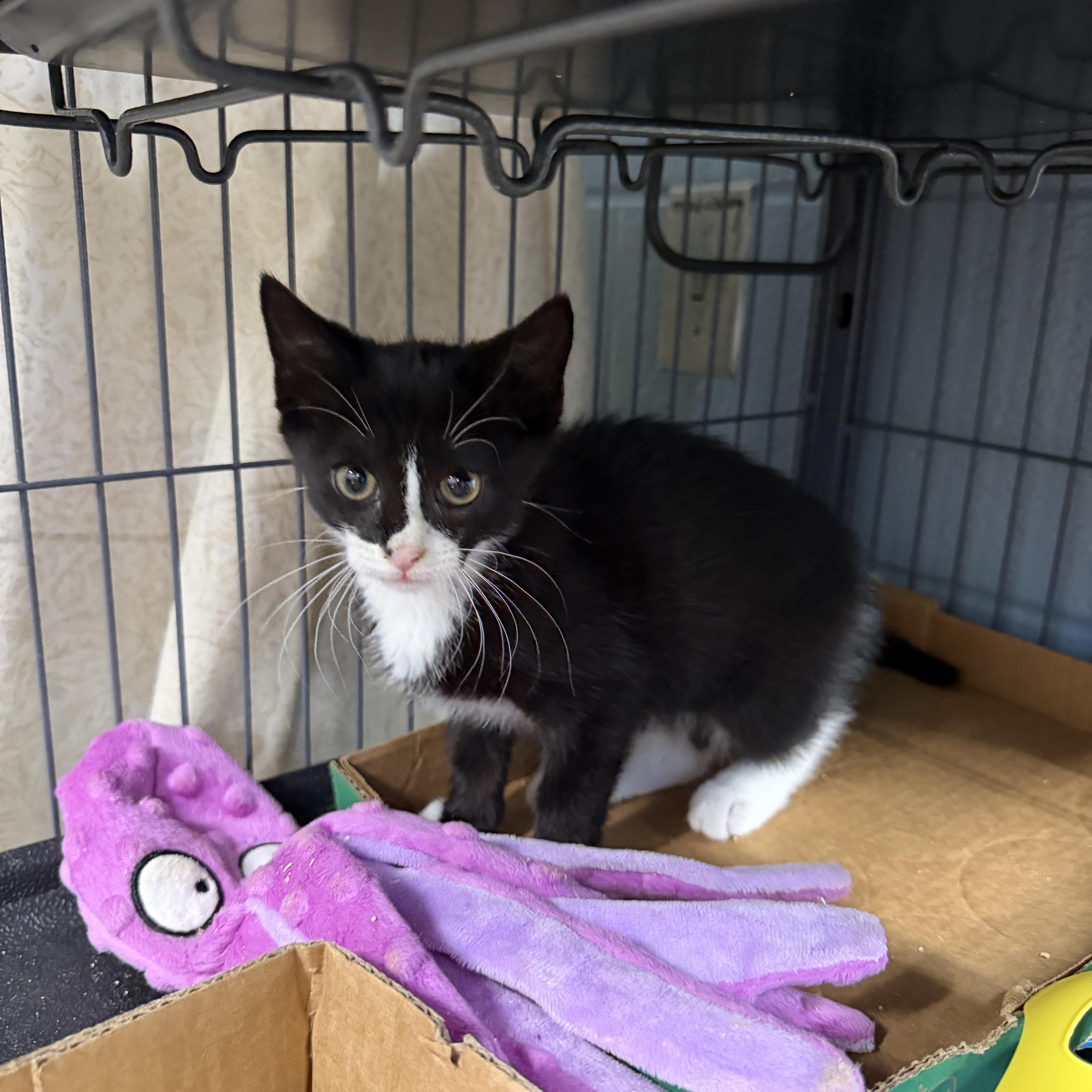 Enlarge Grace, a ADOPTABLE Domestic Short Hair in Albemarle, NC image 2/2