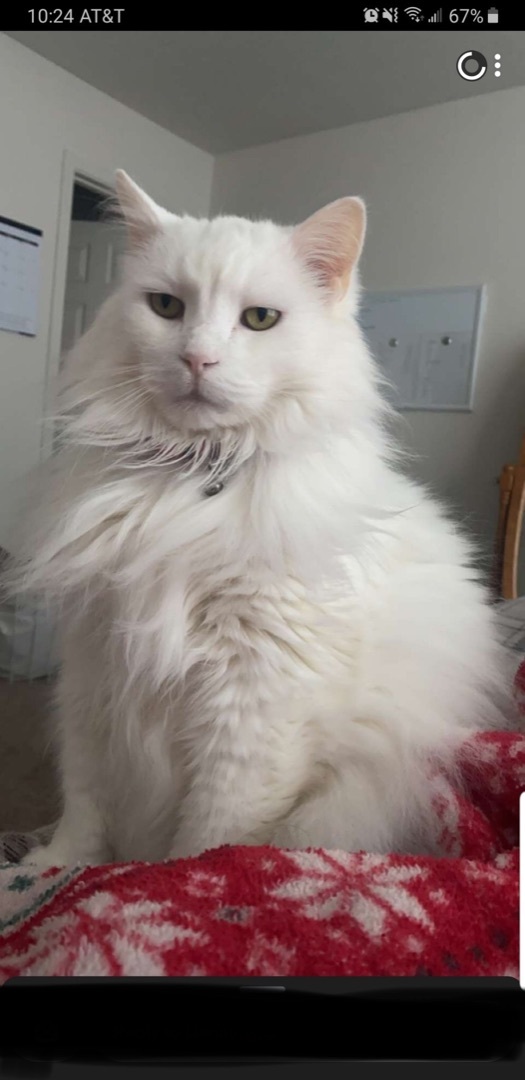 Zima, Adopted, Adult Male Domestic Long Hair.