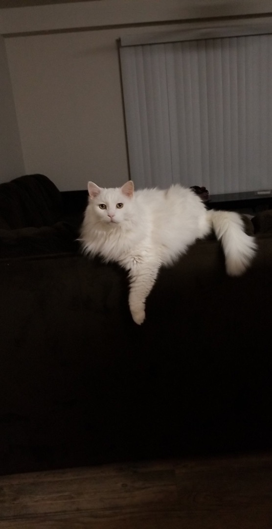 Enlarge Zima, a Adopted Domestic Long Hair in Waveland, IN image 2/5