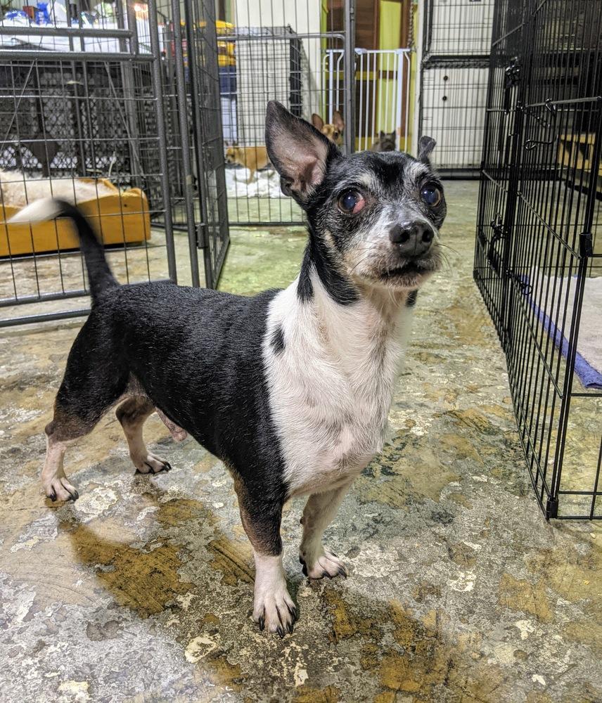 Enlarge Benji, a Adopted mixed breed in Ridgeland, SC image 1/2