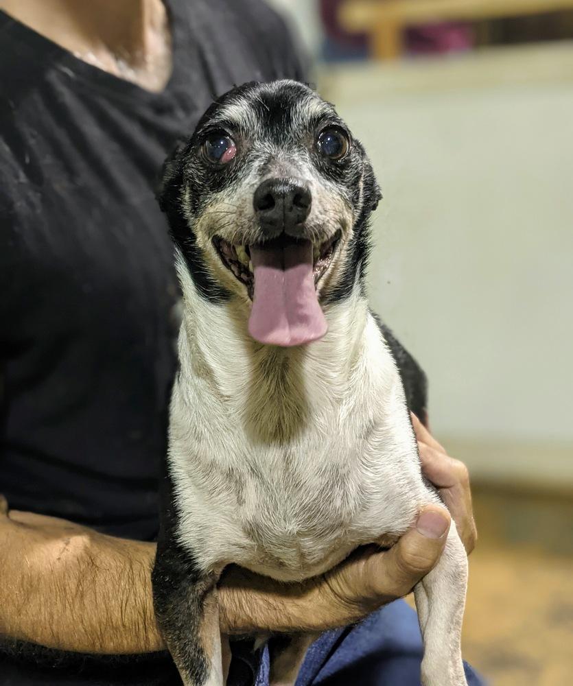 Enlarge Benji, a Adopted mixed breed in Ridgeland, SC image 2/2