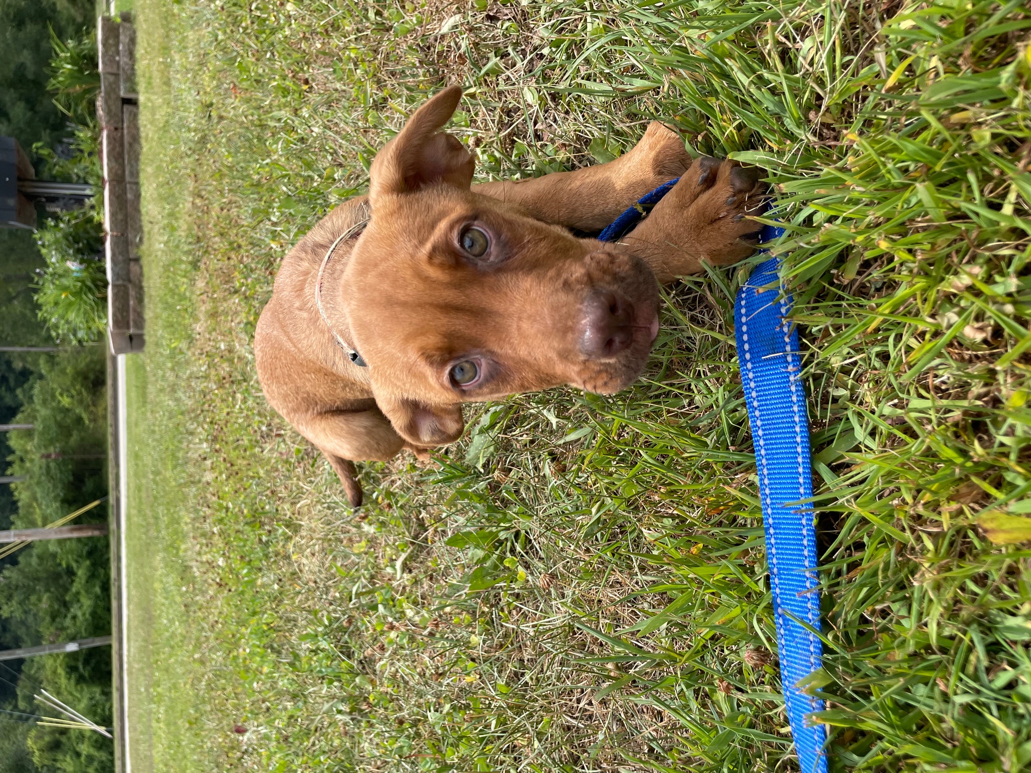 Bumble, a Adopted mixed breed in Franklin, PA image 1/2