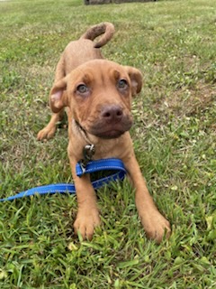 Bumble, a Adopted mixed breed in Franklin, PA image 2/2