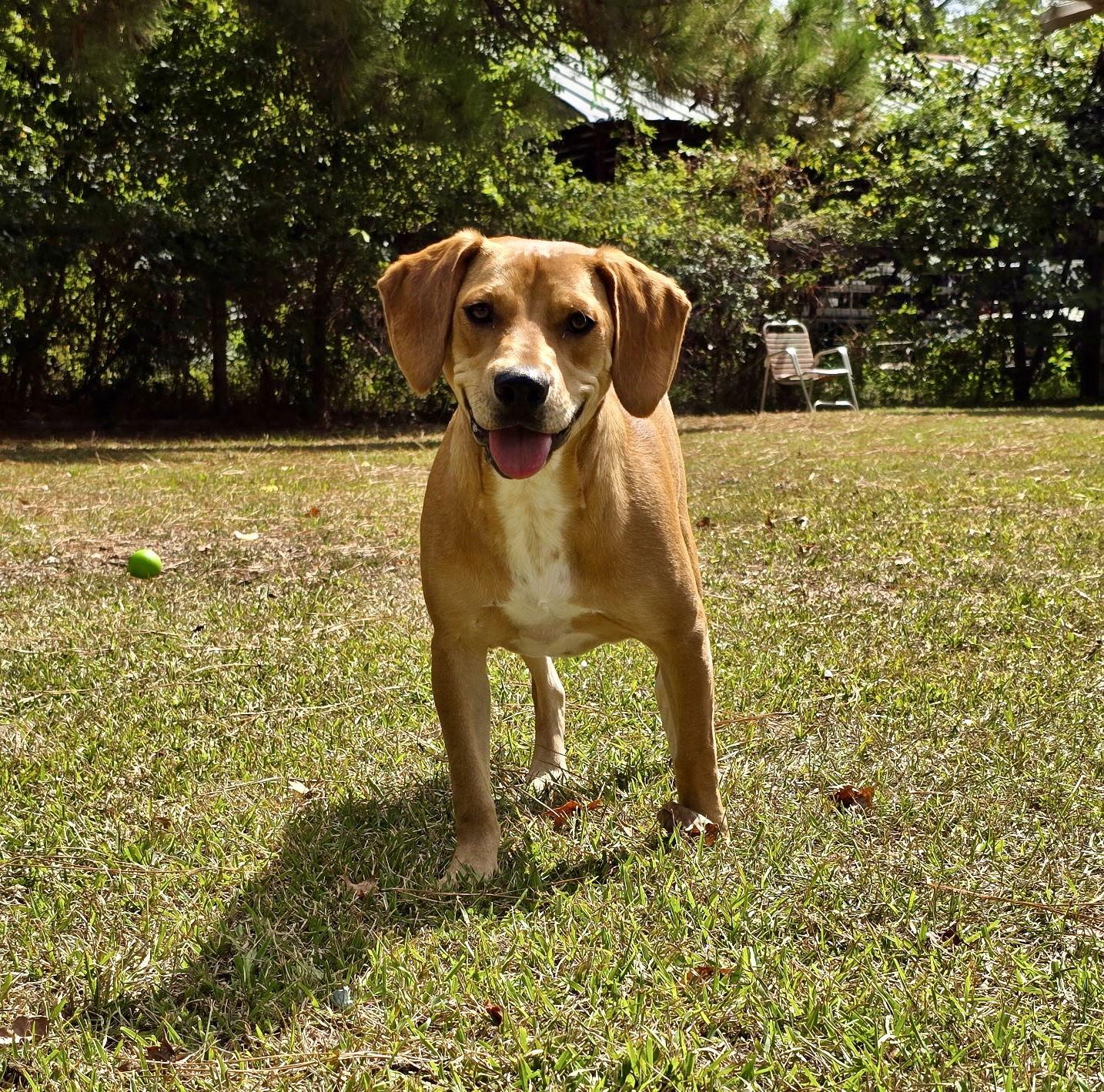 Nemo, Adoptable, Young Male Hound & Foxhound.