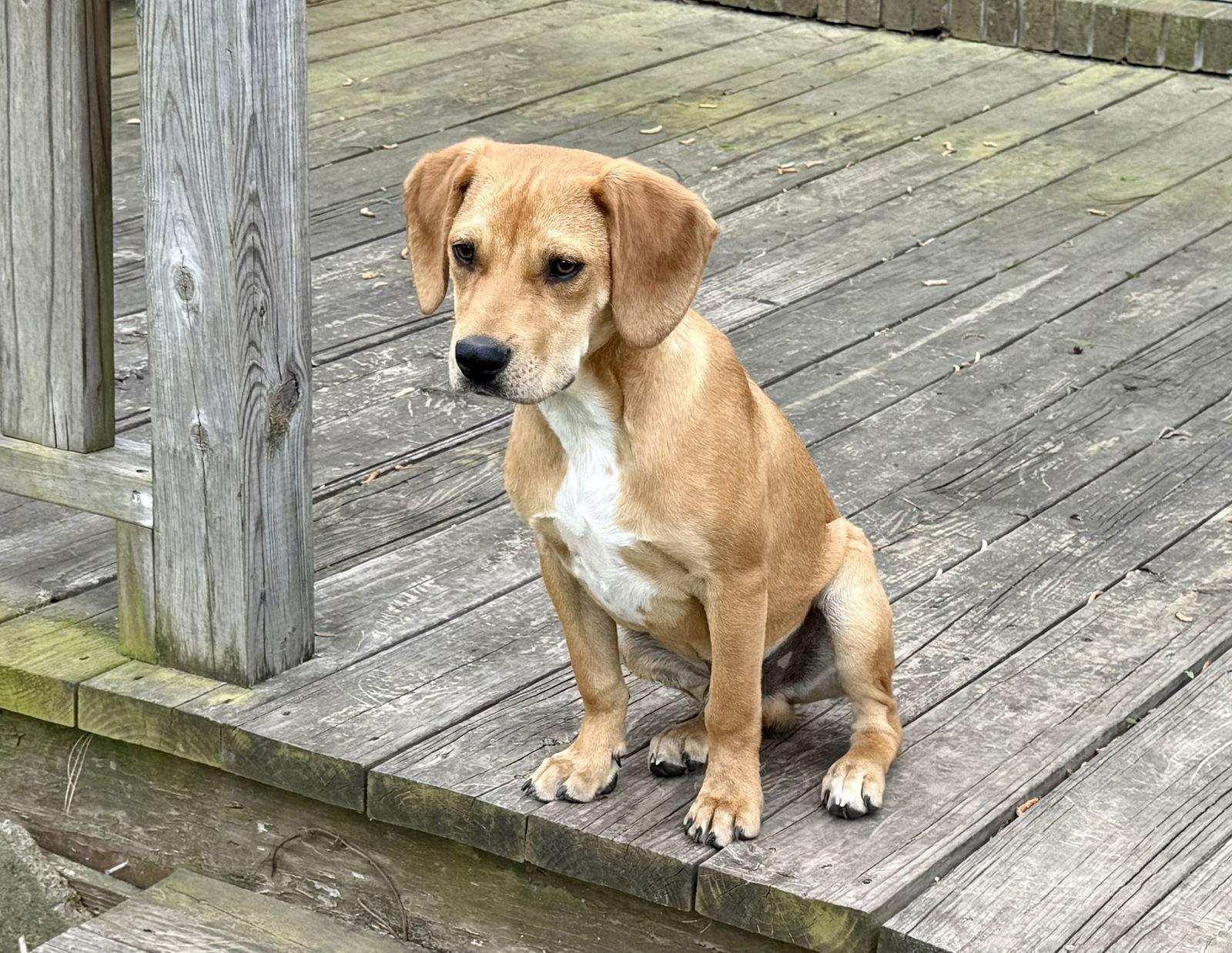 Nemo, a Adoptable mixed breed in Texarkana, TX image 2/3