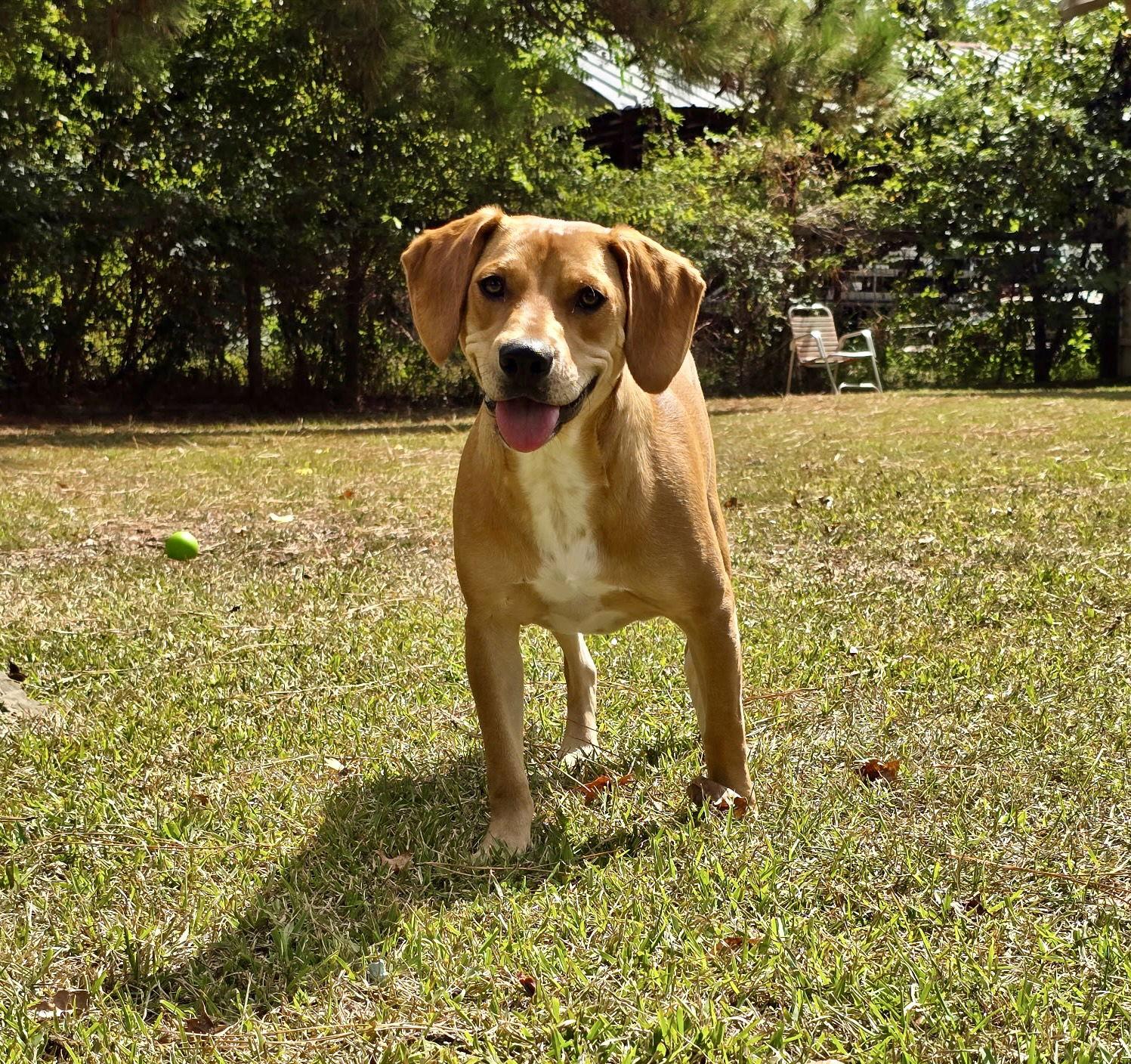 Nemo, a Adoptable mixed breed in Texarkana, TX image 3/3