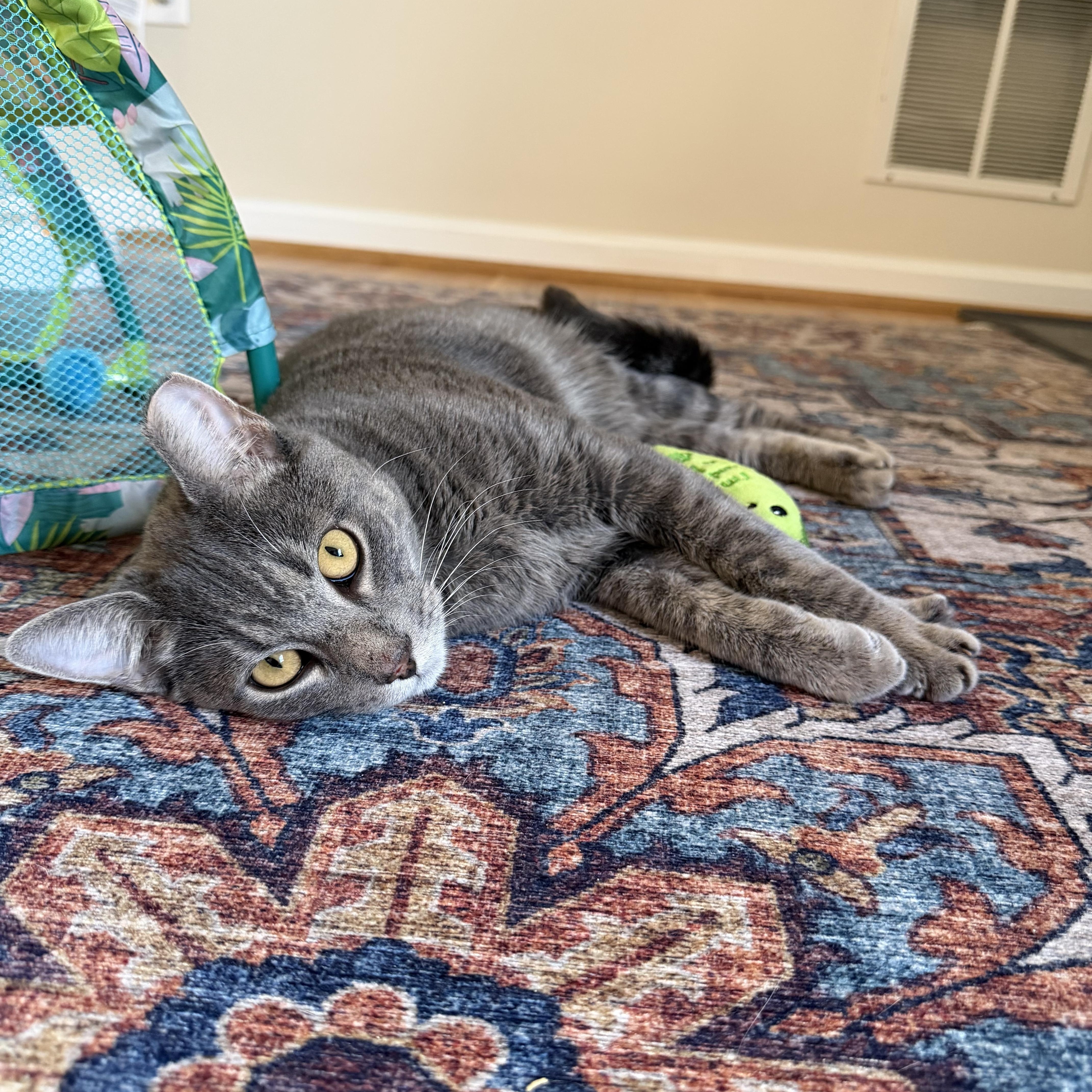 Enlarge Coyote-Adoption Pending, an adoptable Domestic Short Hair in Arlington, VA image 1/3