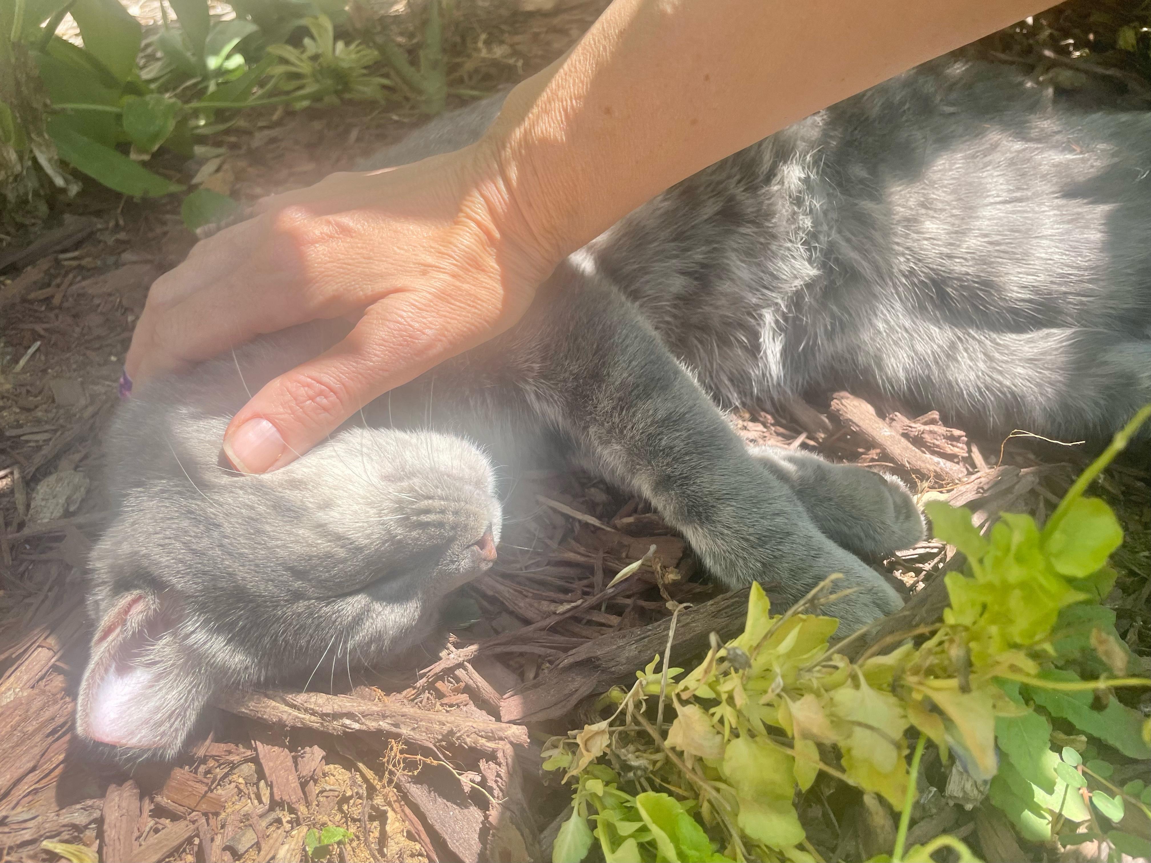 Enlarge Coyote-Adoption Pending, an adoptable Domestic Short Hair in Arlington, VA image 2/3