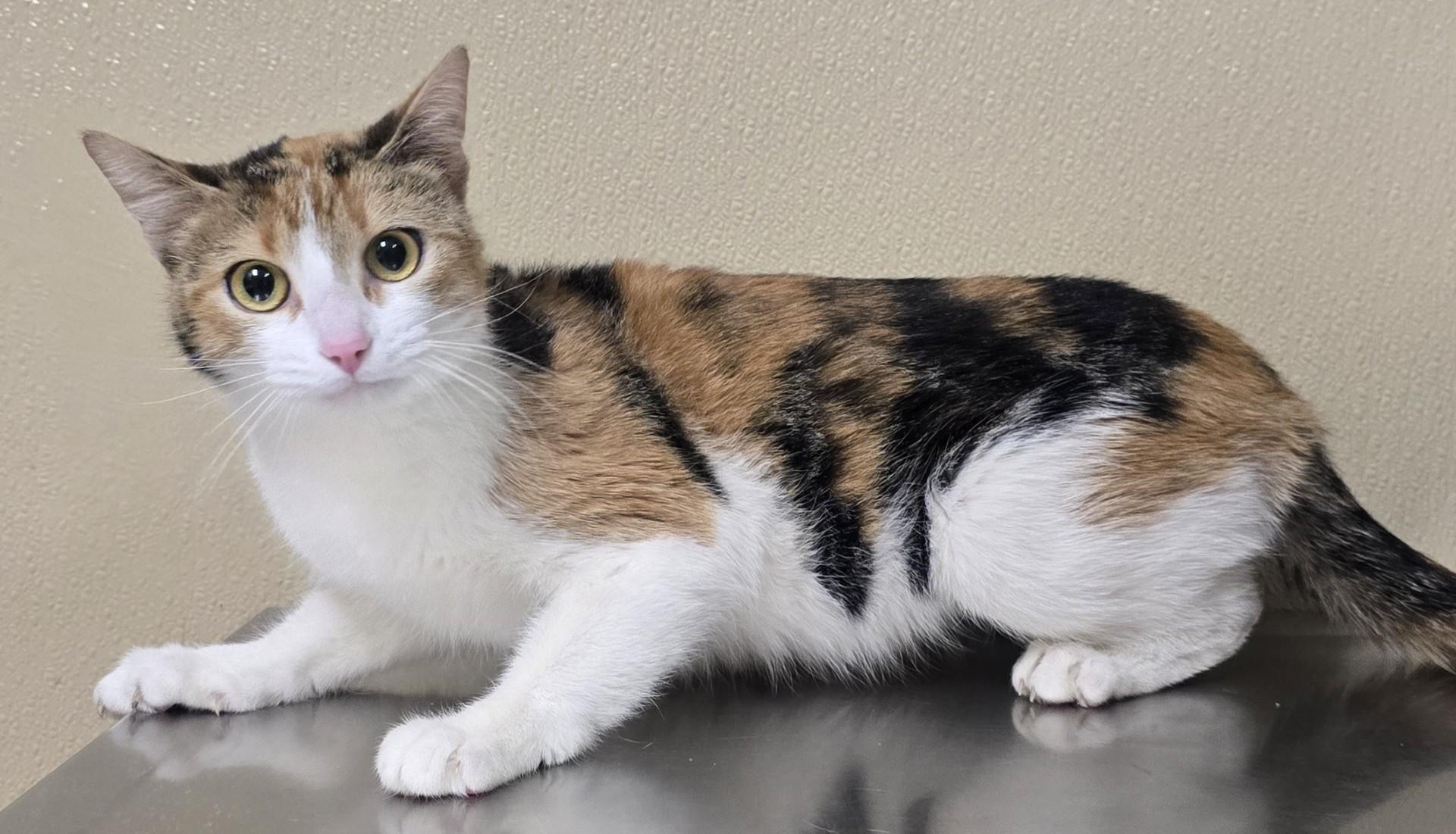 Matilda, an adoptable mixed breed in Brainerd, MN image 2/2