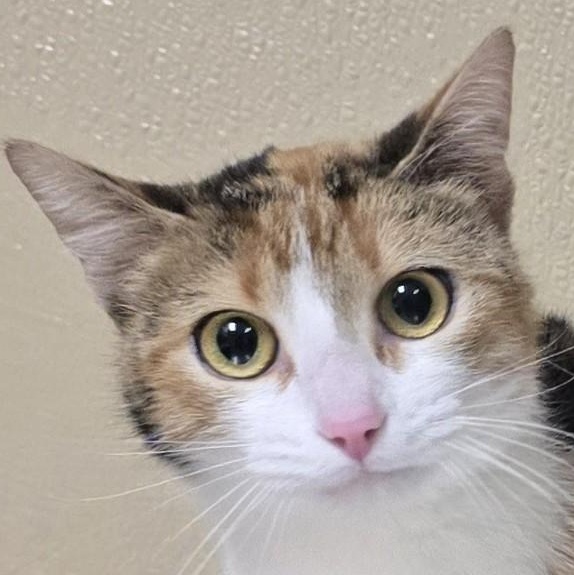 Matilda, an adoptable mixed breed in Brainerd, MN image 1/2