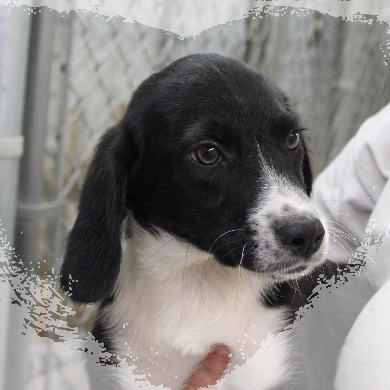 Bowser, ADOPTABLE, Puppy Male Mixed Breed.