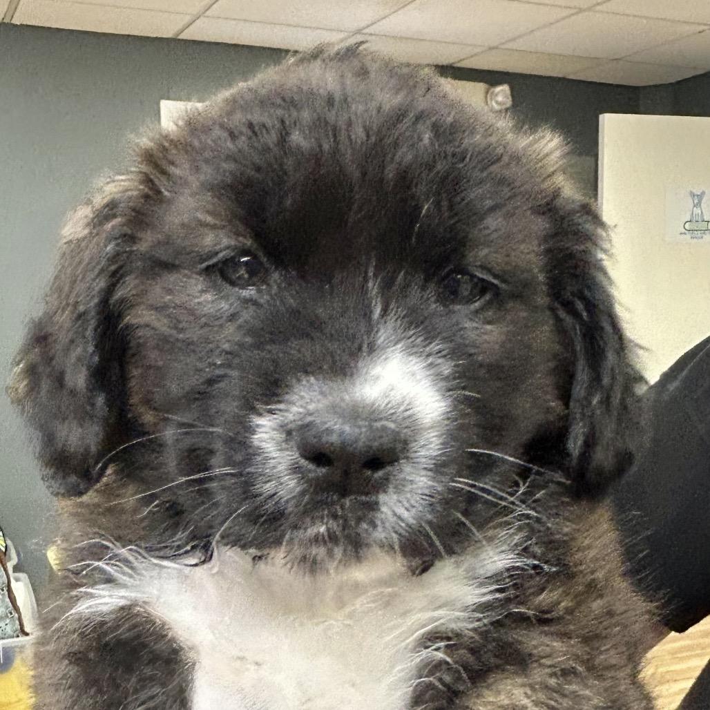 Cady, Adoptable, Puppy Female Border Collie.