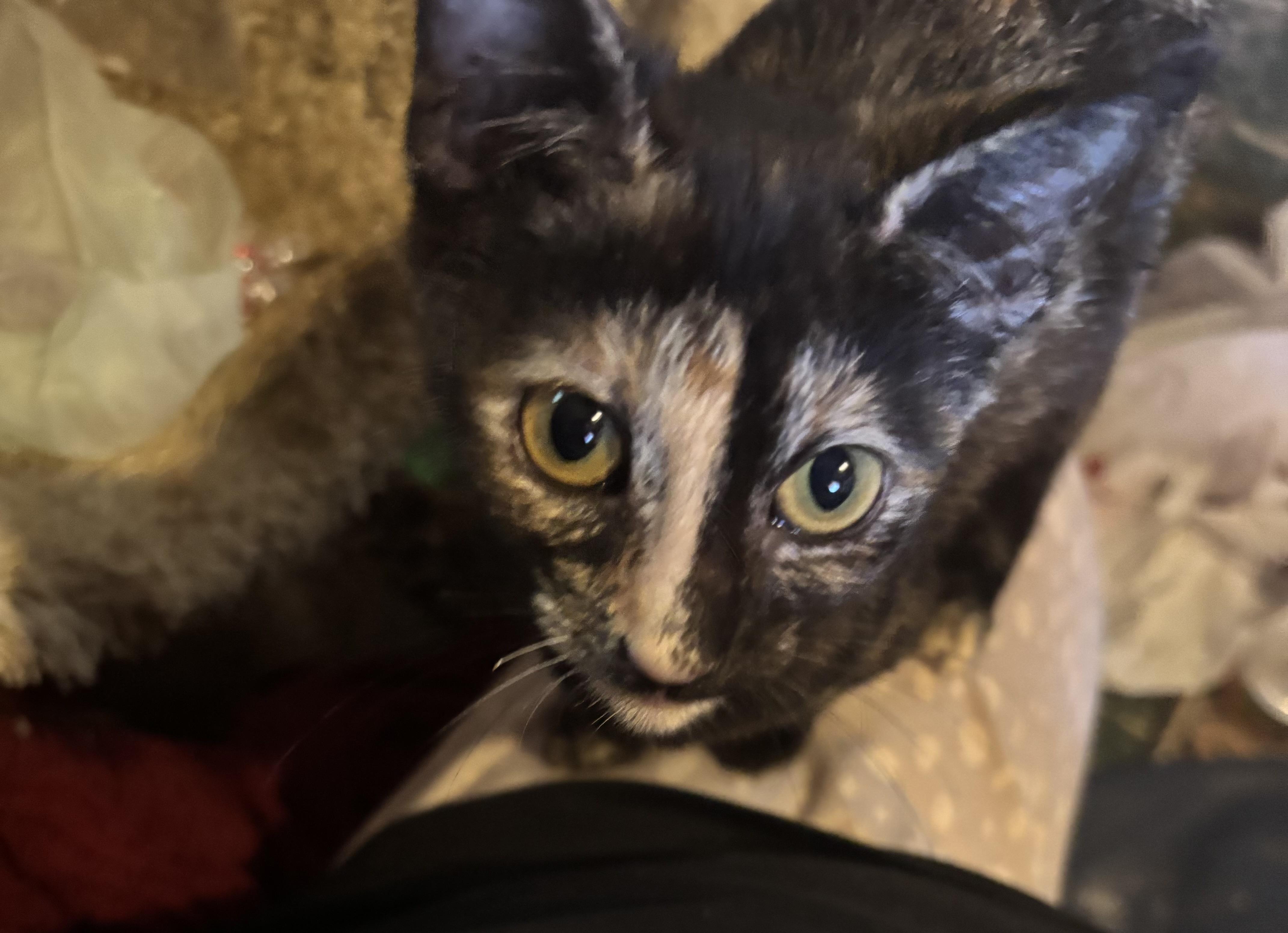 Enlarge Sabrina, a hold Tortoiseshell in Lancaster, CA image 1/2