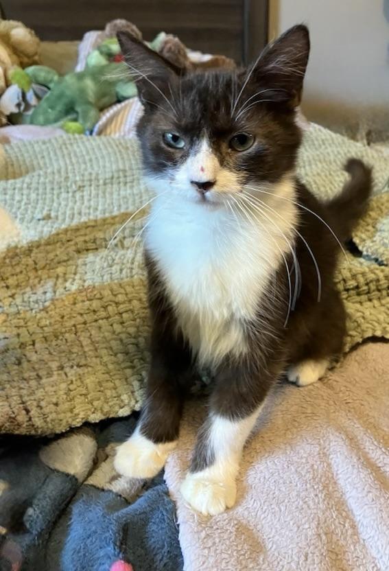 Enlarge Sylvester, a Adopted Domestic Short Hair in Quincy, MA image 6/6