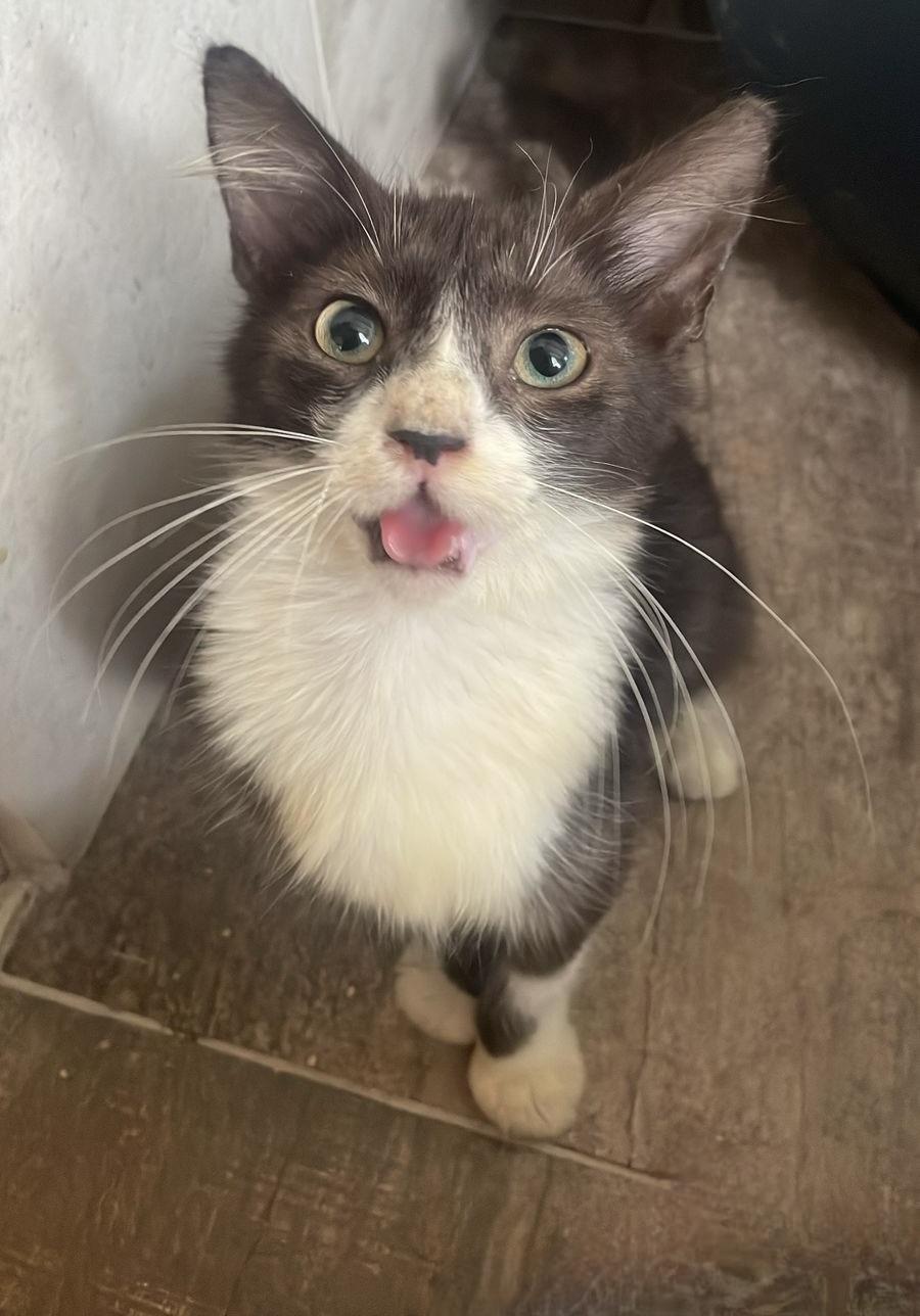 Enlarge Sylvester, a Adopted Domestic Short Hair in Quincy, MA image 5/6