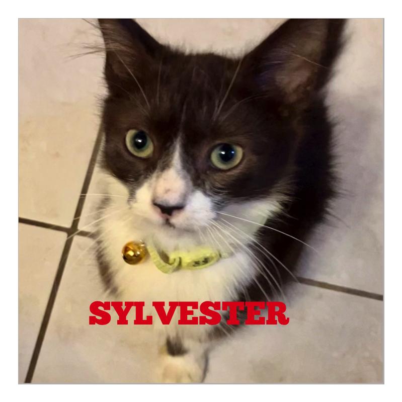 Enlarge Sylvester, a Adopted Domestic Short Hair in Quincy, MA image 1/6