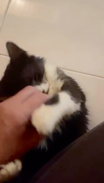 Enlarge Sylvester, a Adopted Domestic Short Hair in Quincy, MA video 2/6