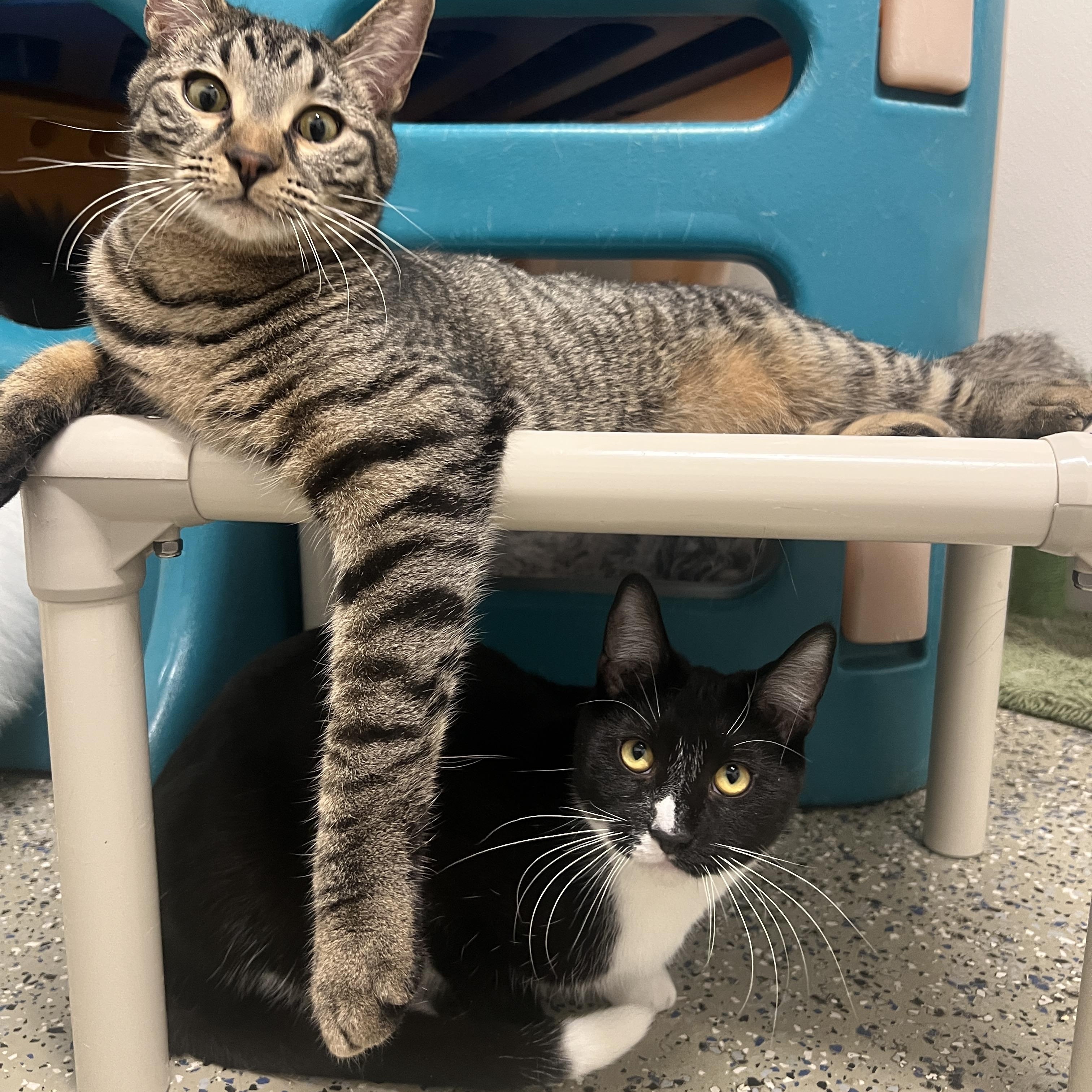 Huey & Dewy, Adult Male Domestic Short Hair