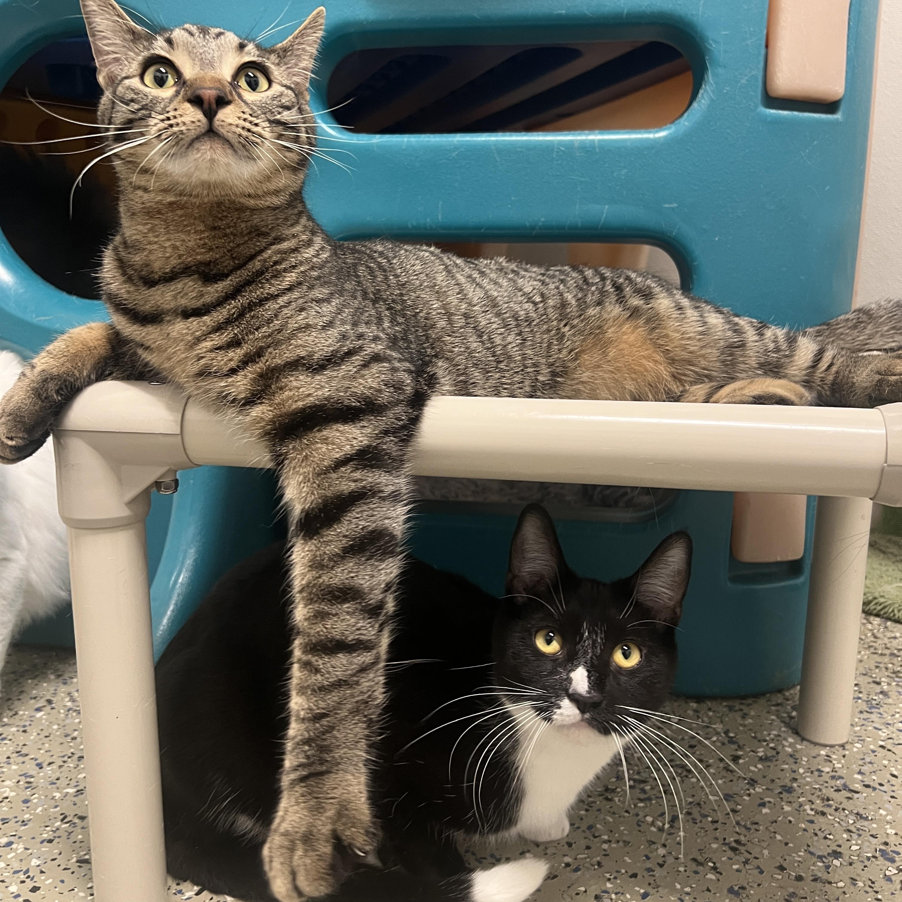 Huey & Dewy photo 4