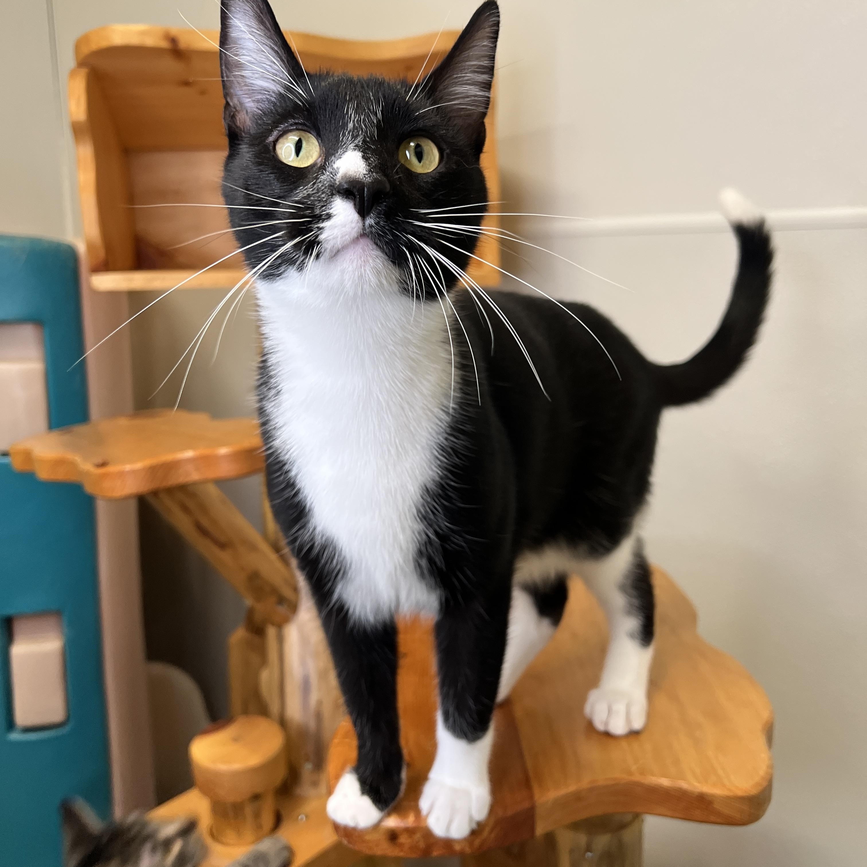 Enlarge Huey & Dewy, a Adoptable Domestic Short Hair in Frankenmuth, MI image 6/7