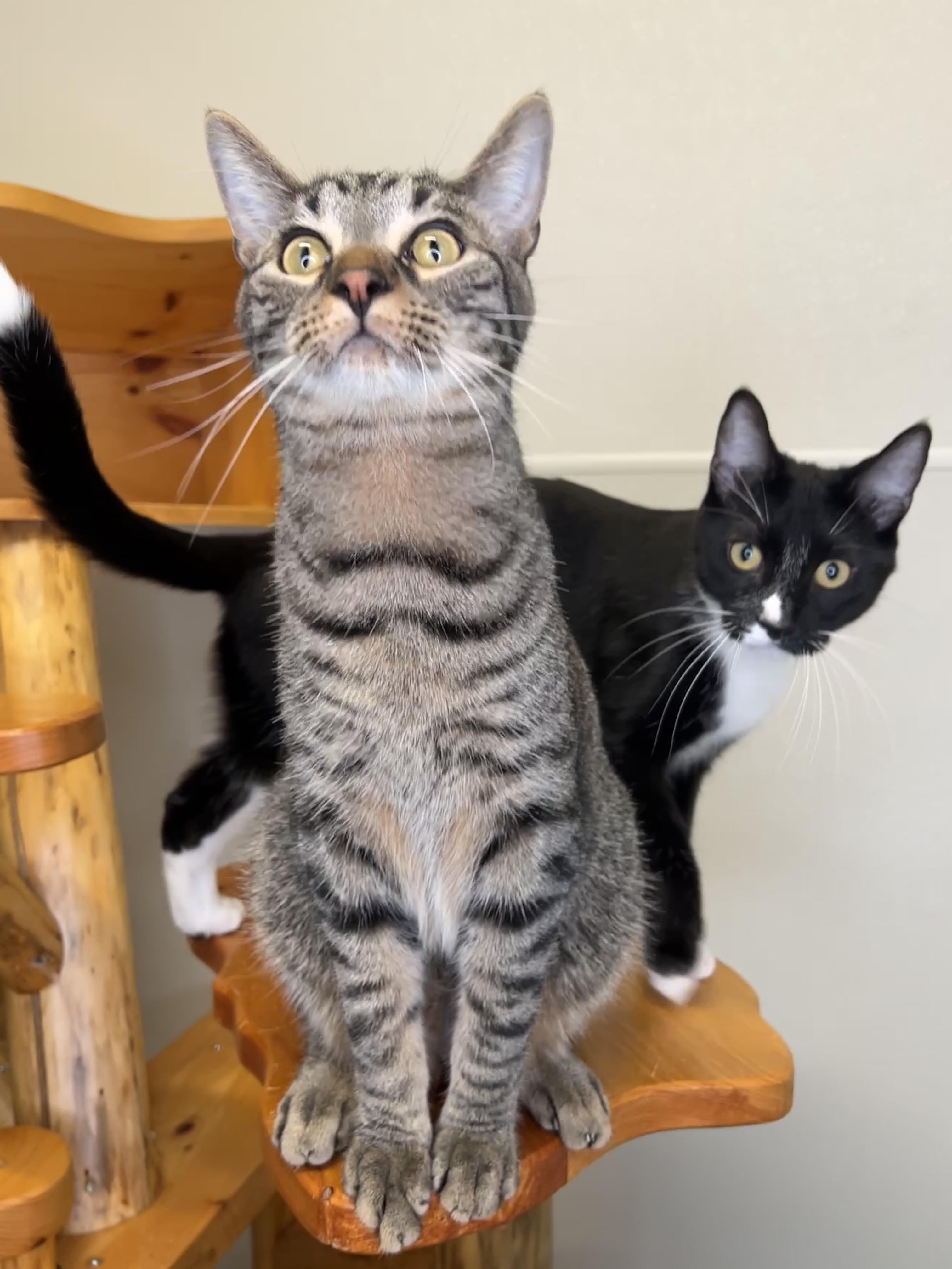 Enlarge Huey & Dewy, a Adoptable Domestic Short Hair in Frankenmuth, MI image 5/7