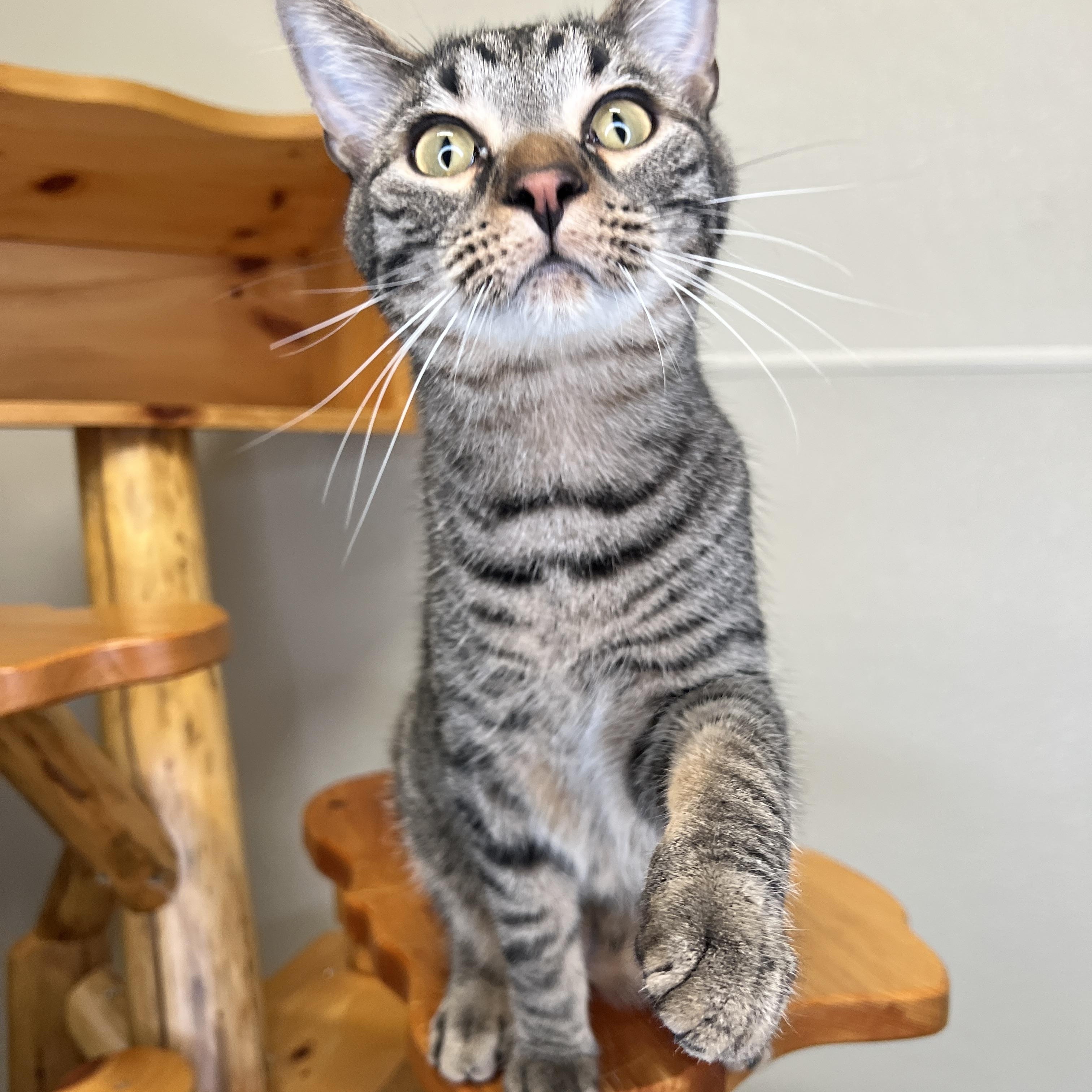 Enlarge Huey & Dewy, a Adoptable Domestic Short Hair in Frankenmuth, MI image 7/7