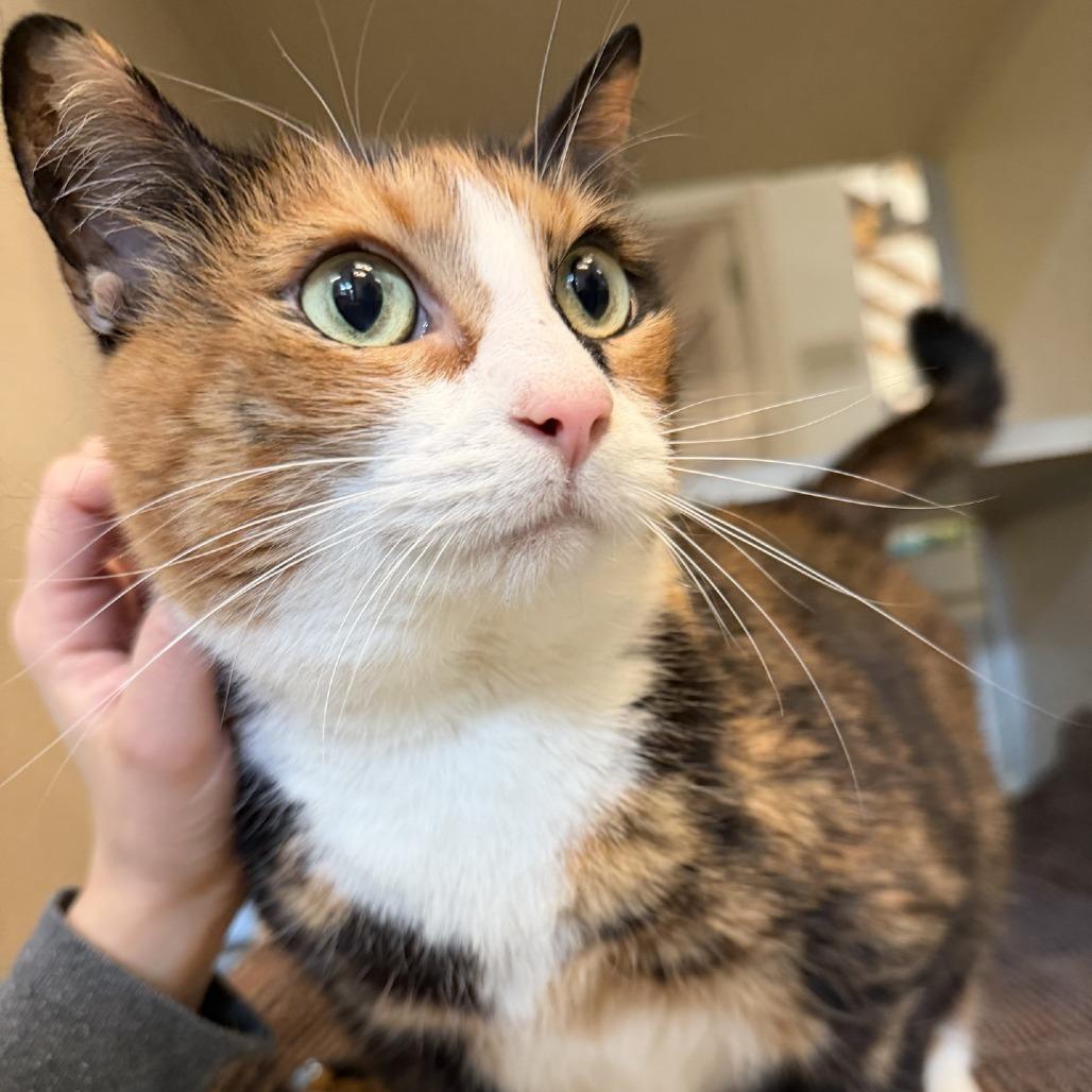 Enlarge Frida, a Adoptable Domestic Short Hair in Chesapeake, VA image 1/1