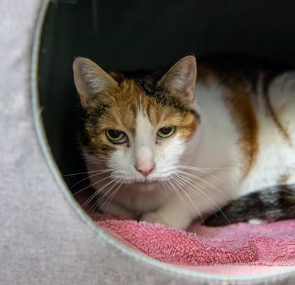 Sassy — thumbnail 2