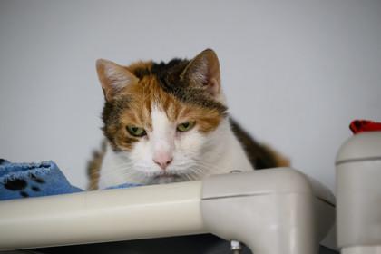 Sassy — thumbnail 3