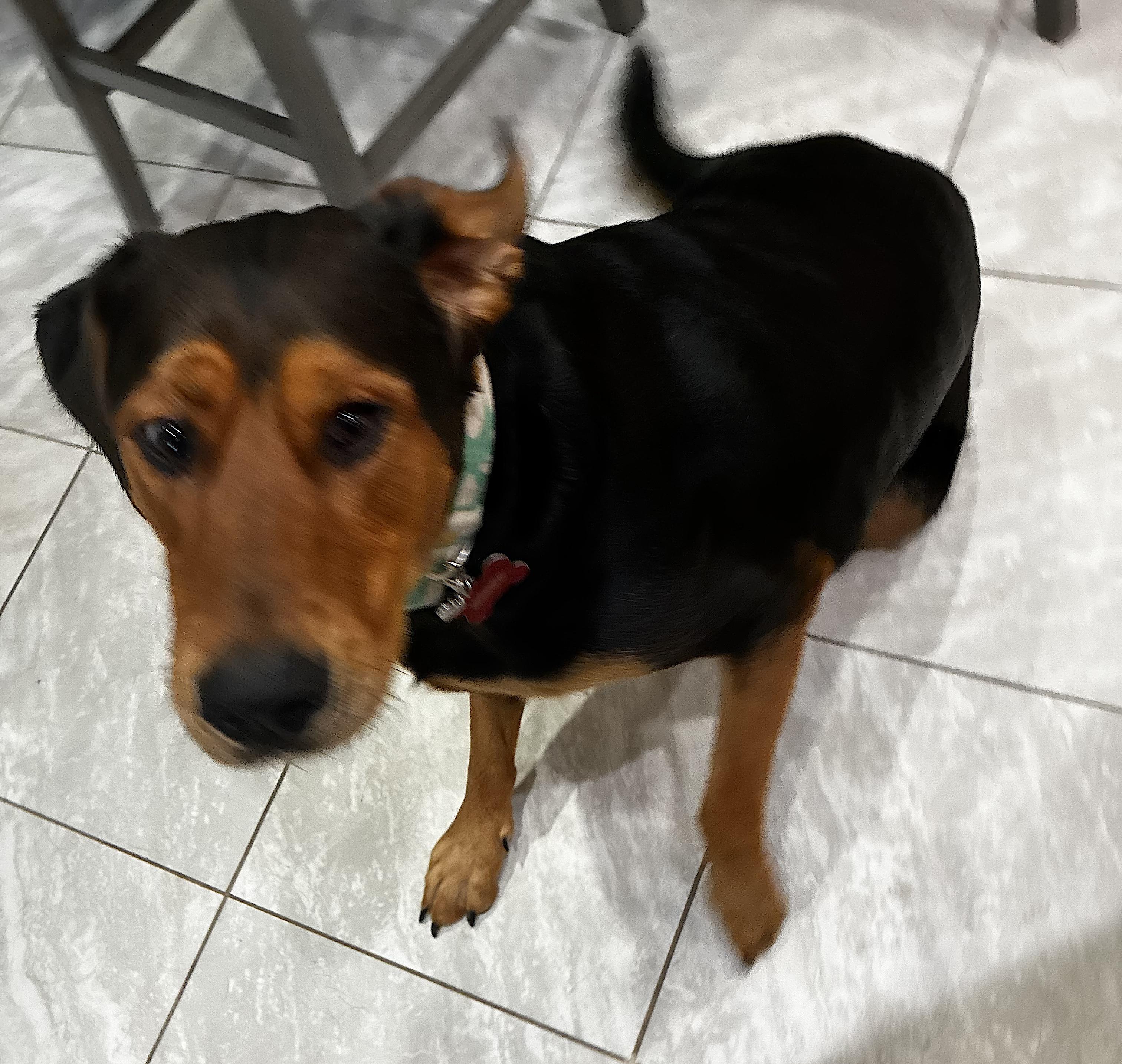 Enlarge Mocha, a Adoptable mixed breed in Phoenix, AZ image 4/6