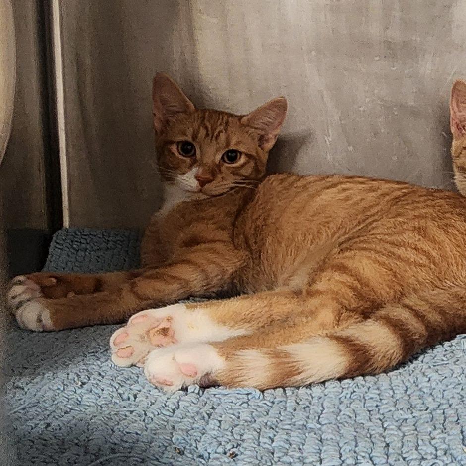 Enlarge Morgan, a Adoptable Domestic Short Hair in Evensville, TN image 2/3