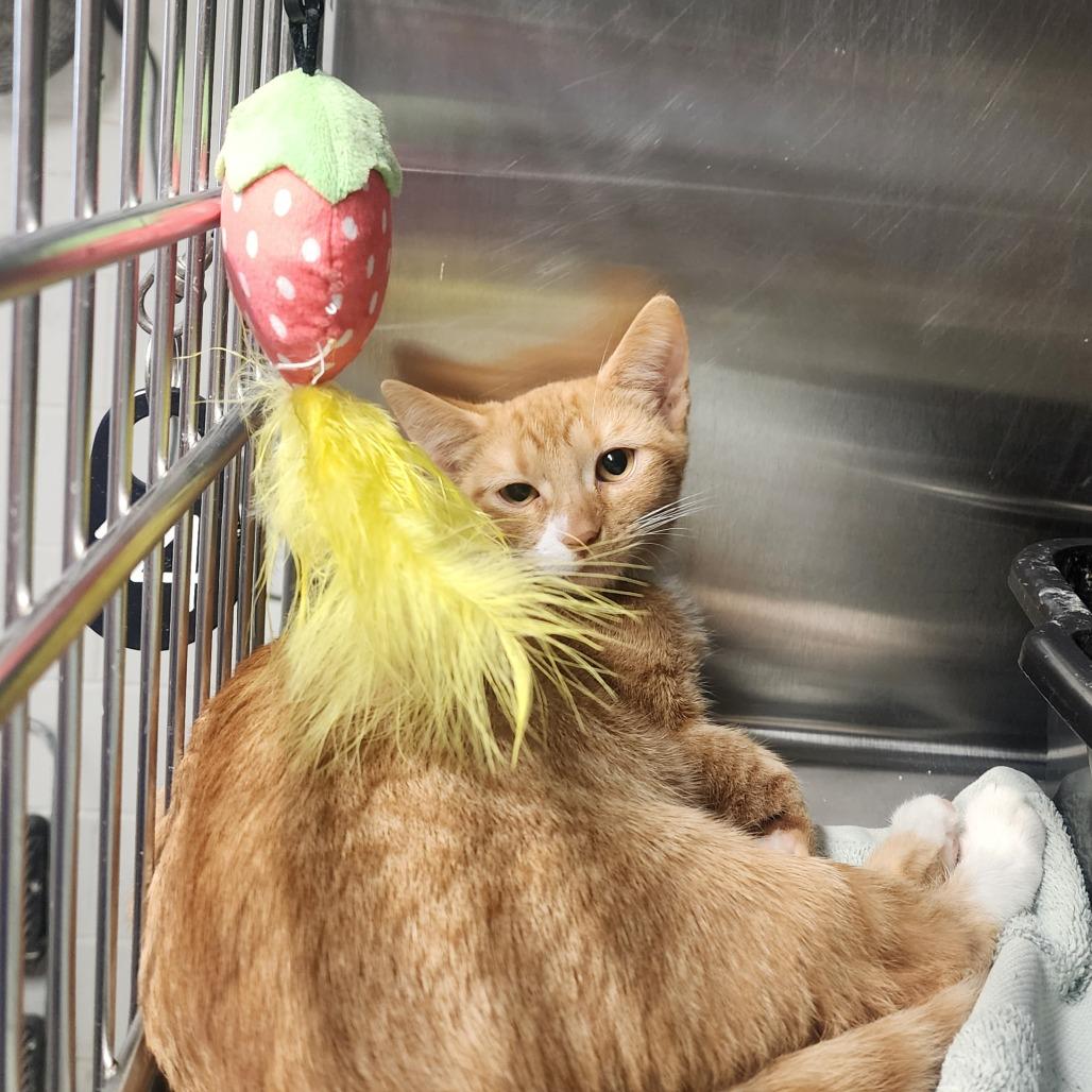 Enlarge Morgan, a Adoptable Domestic Short Hair in Evensville, TN image 3/3