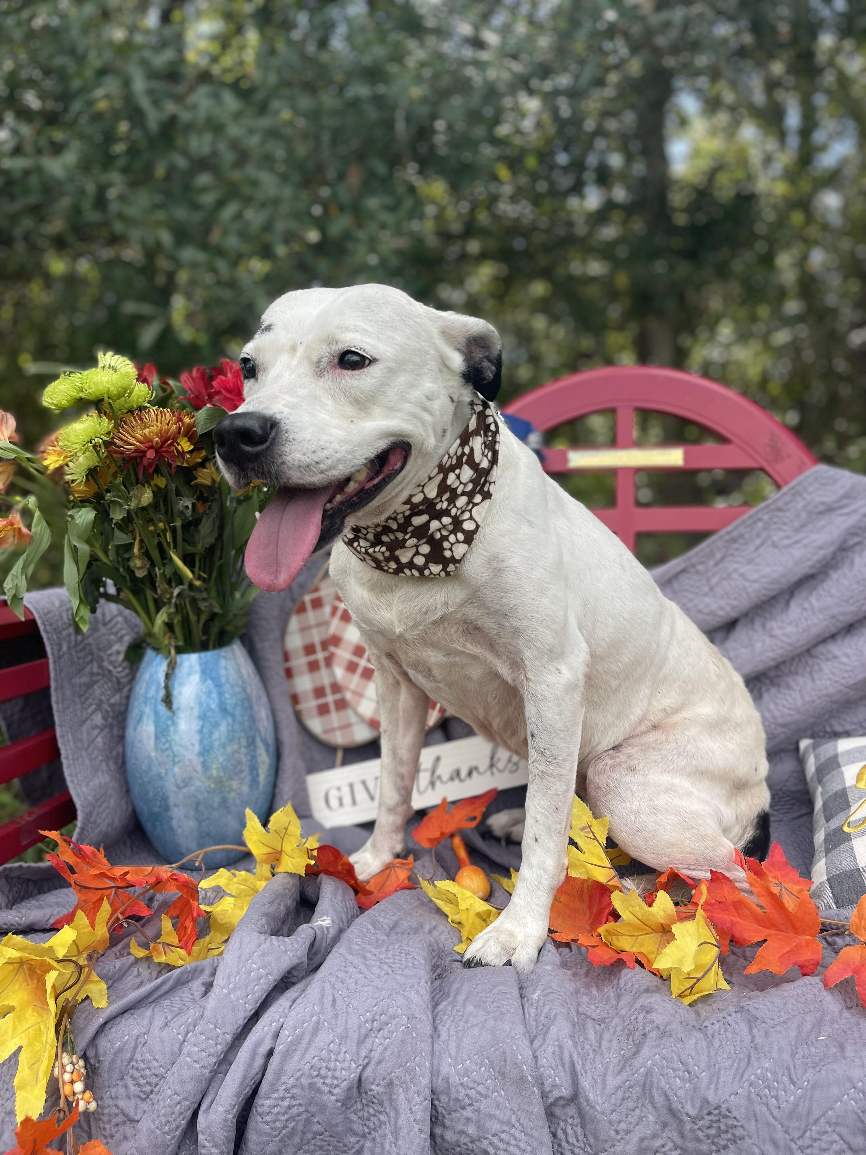 Snowball (bonded with Tater)