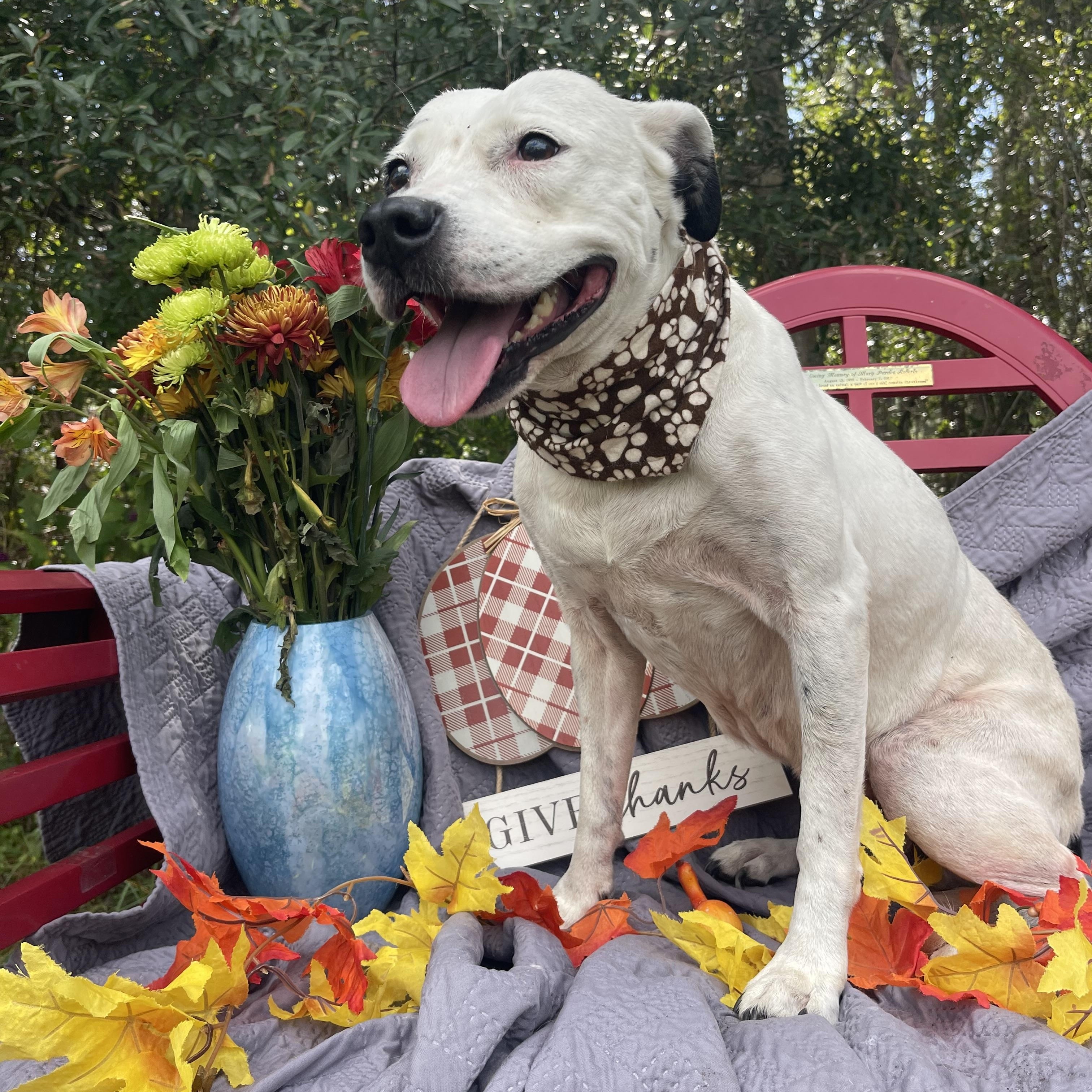 Snowball (bonded with Tater)