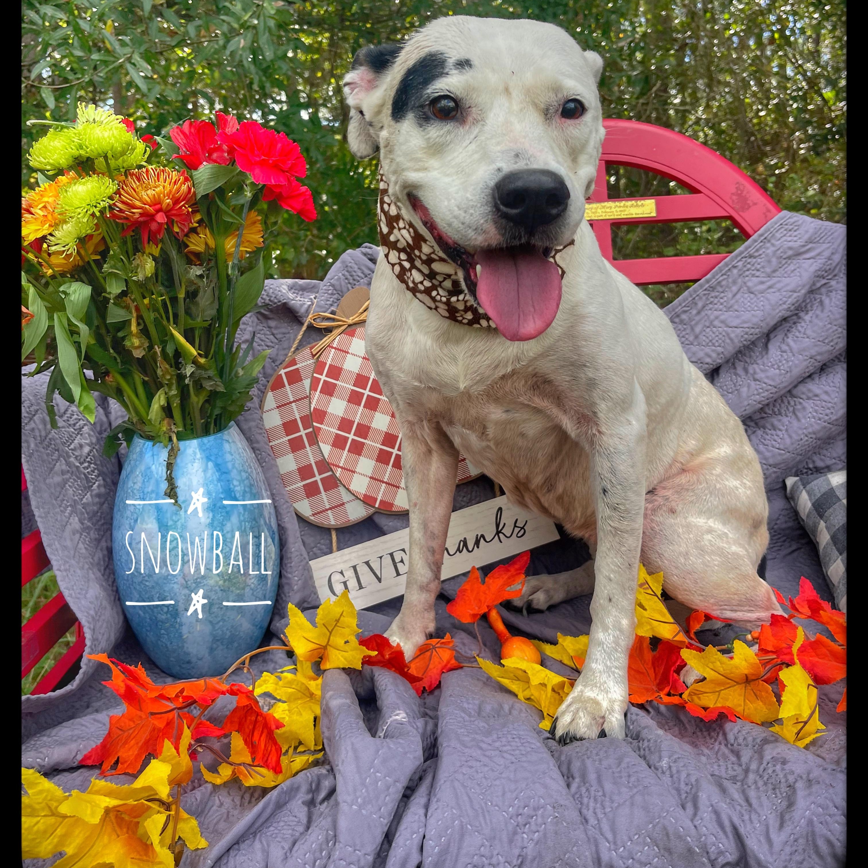 Snowball (bonded with Tater)