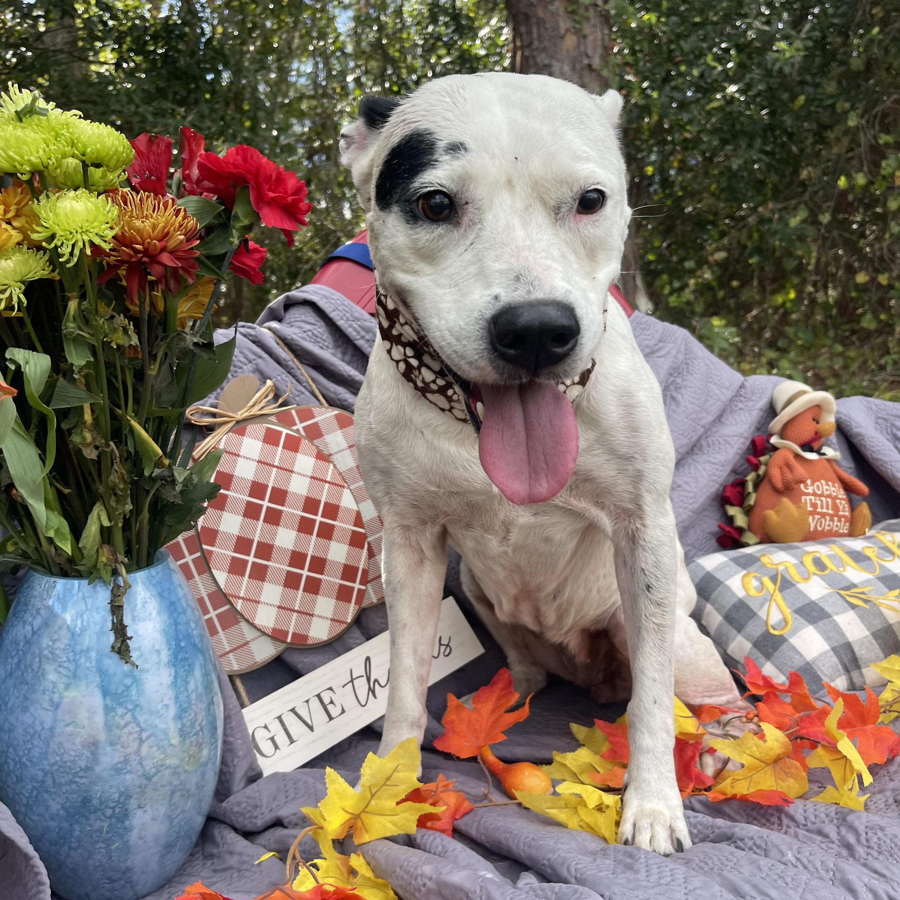 Snowball (bonded with Tater)