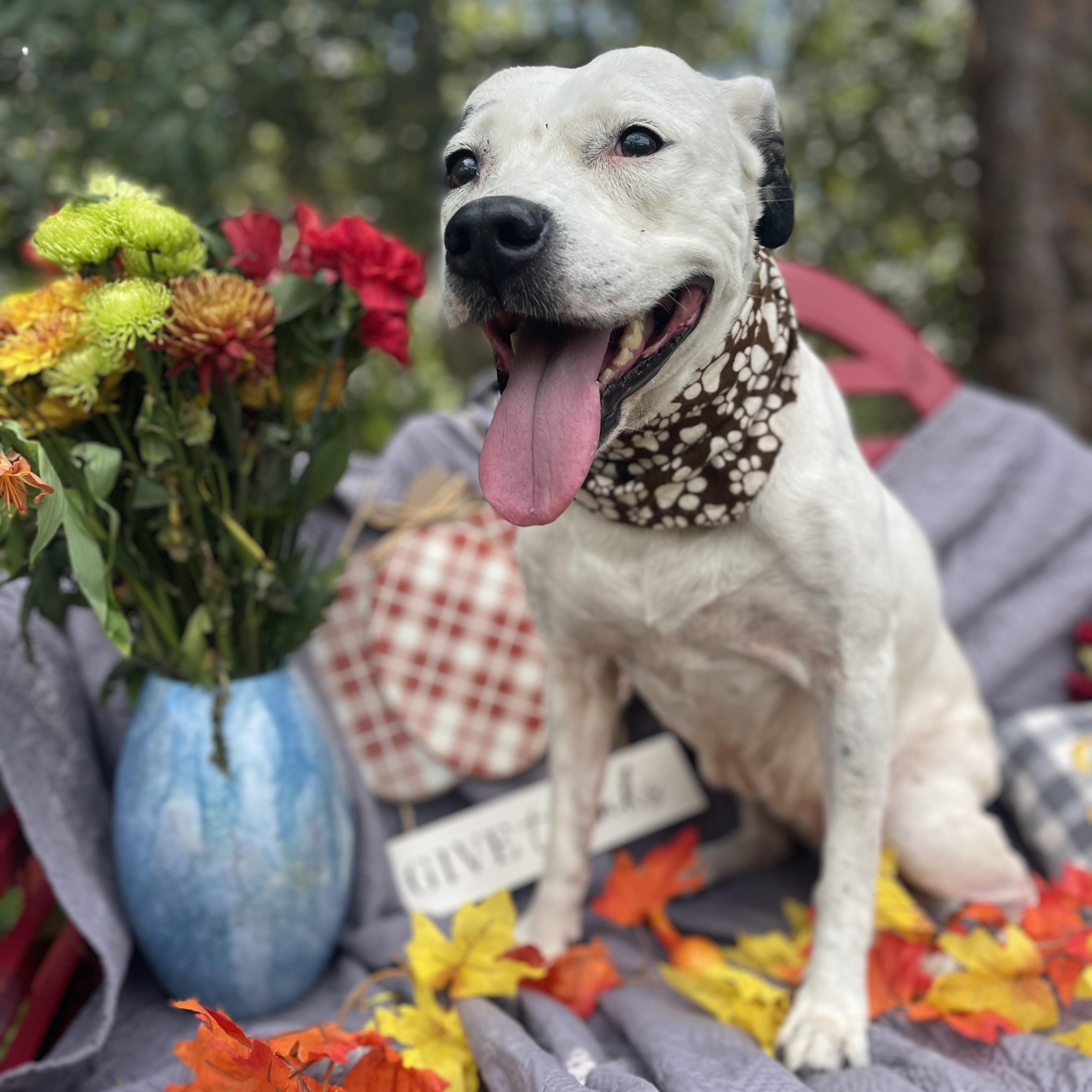 Snowball (bonded with Tater)